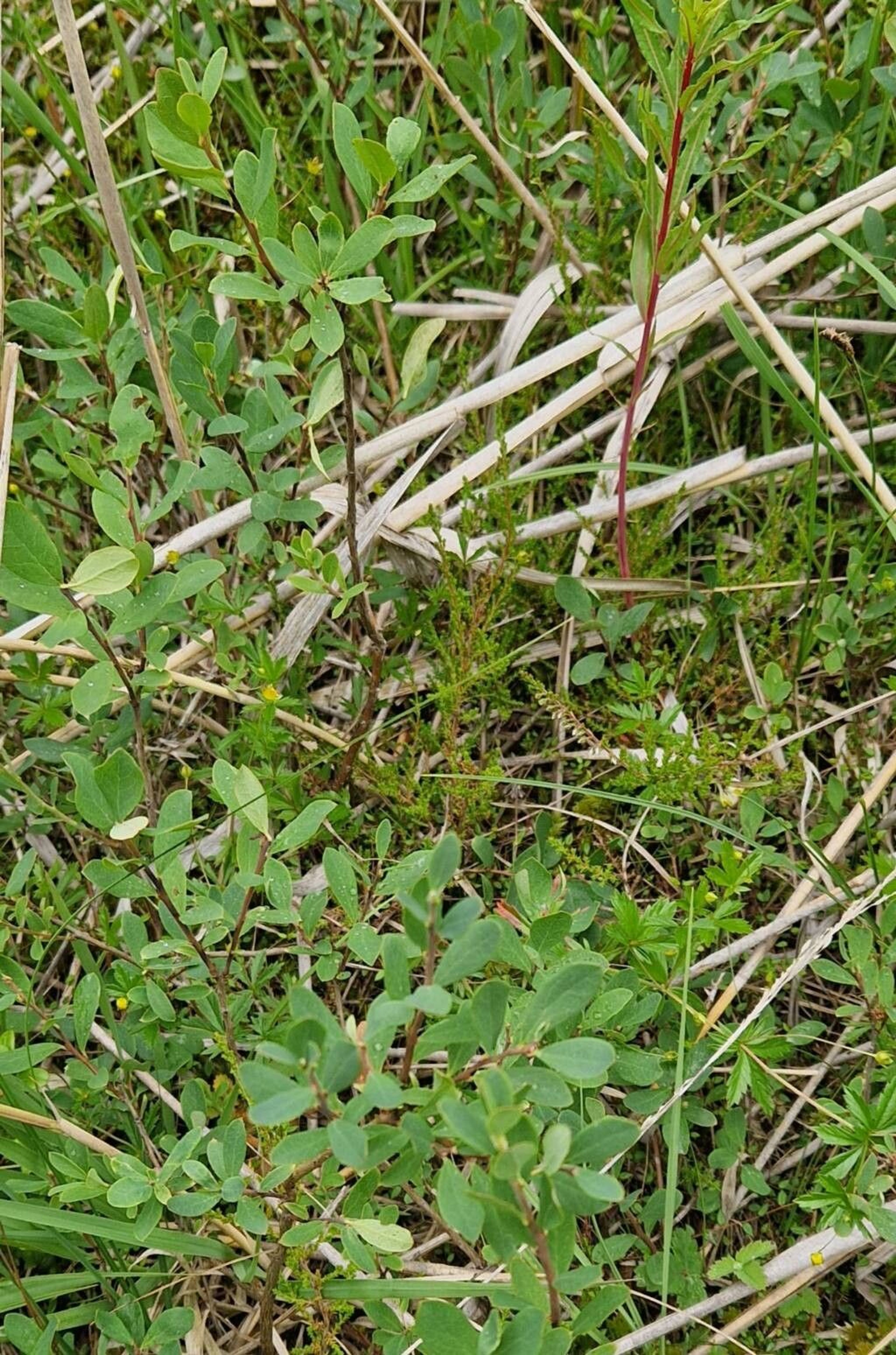 habit