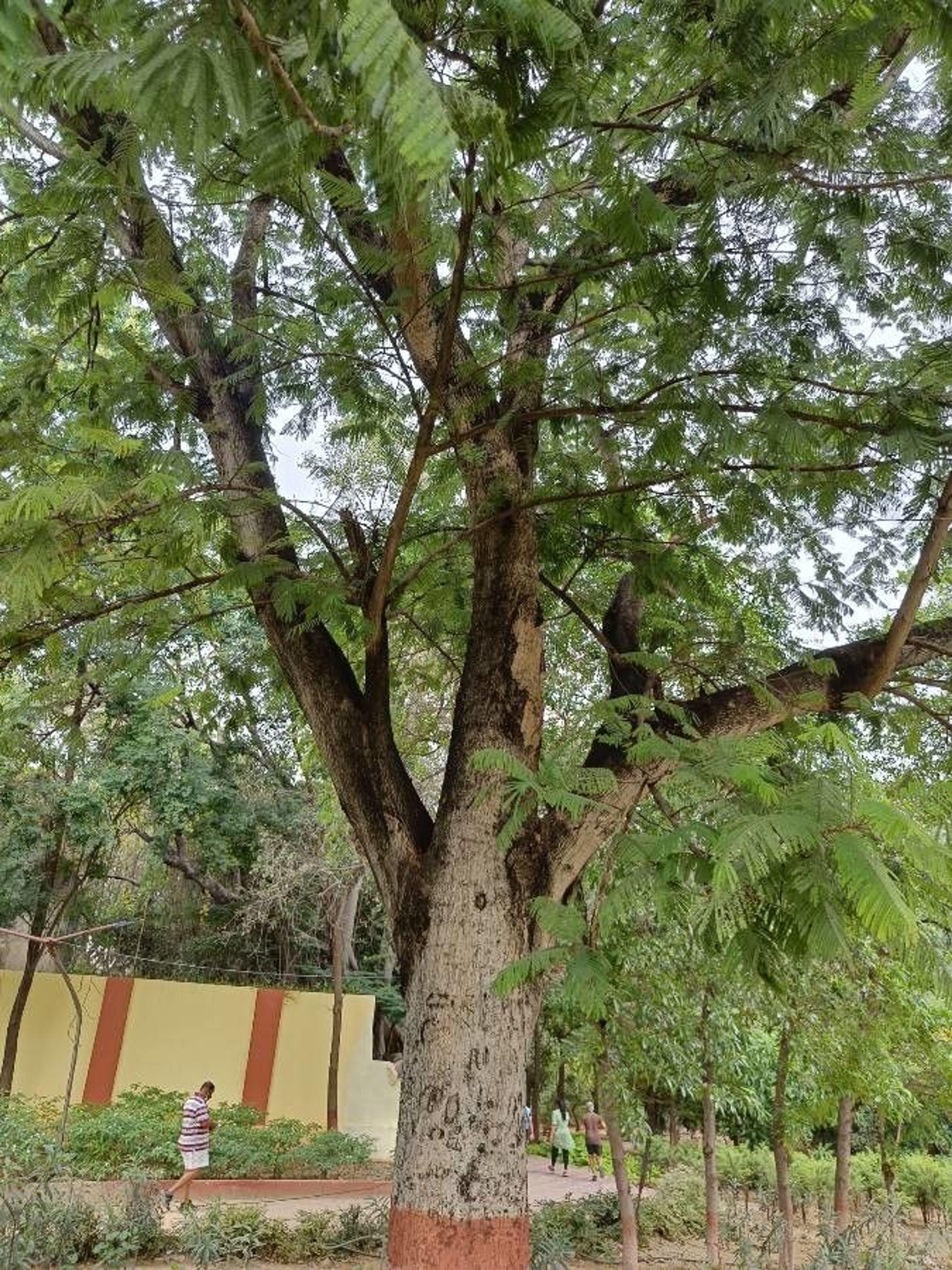 Acacia mearnsii - 548