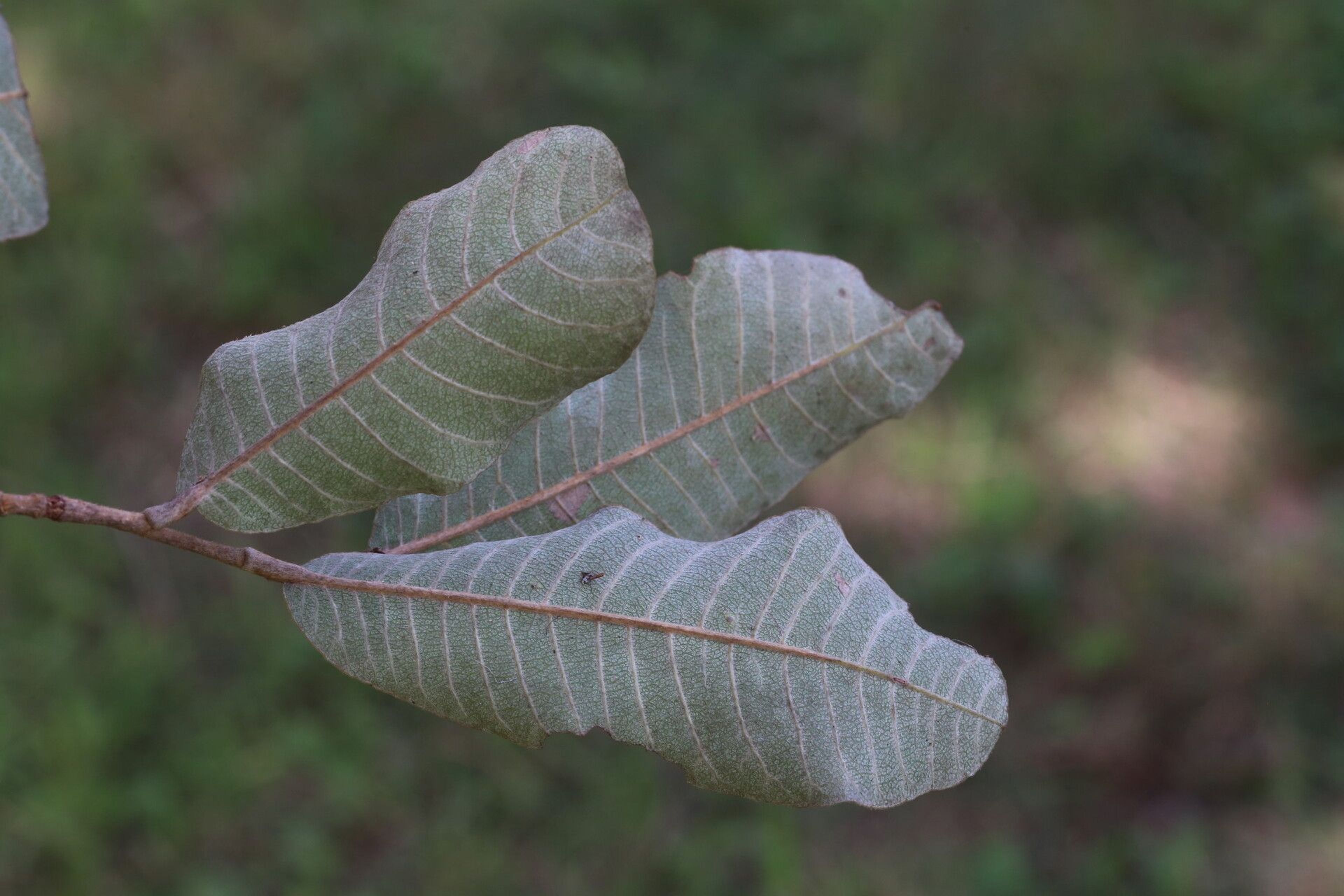 leaf