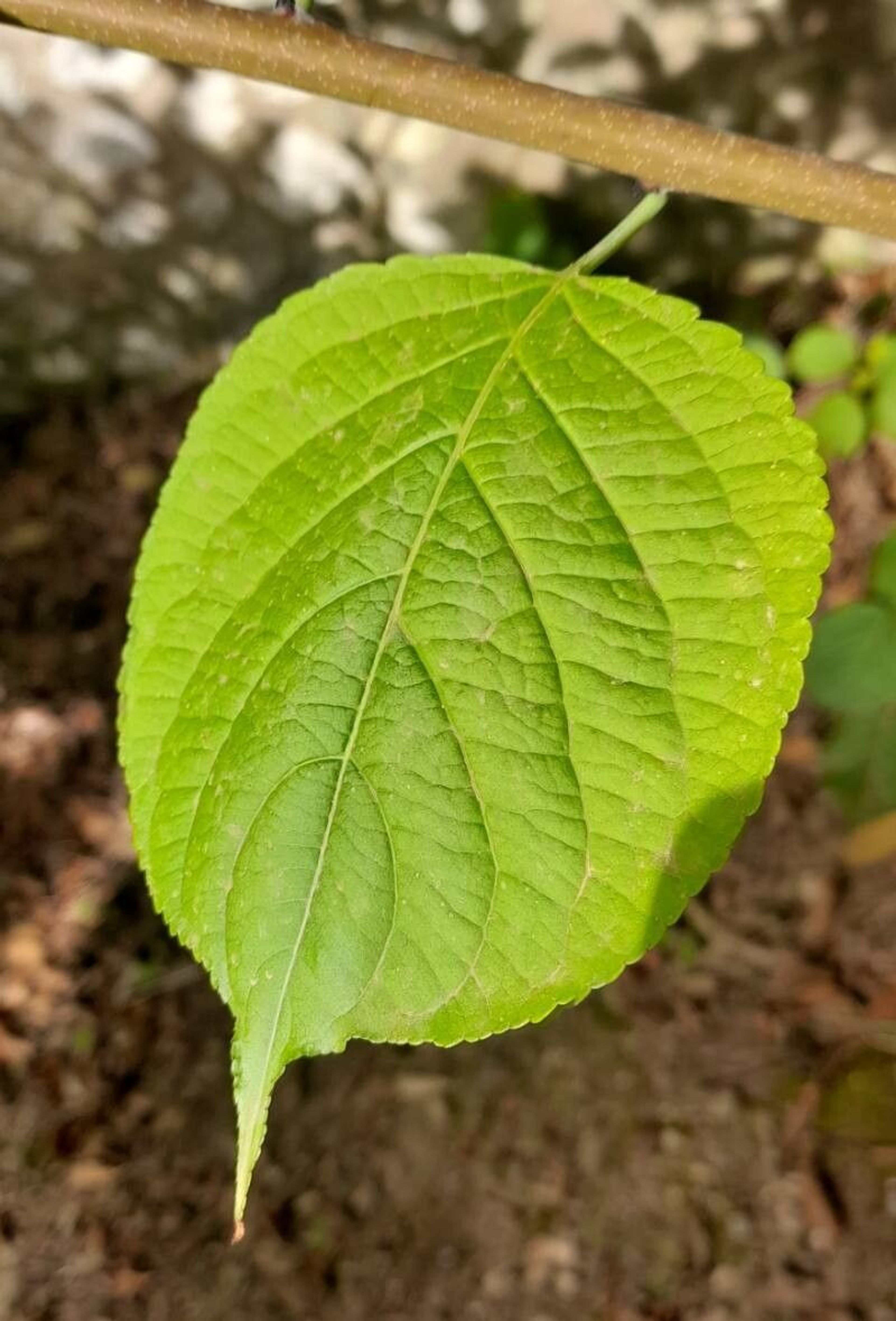 leaf
