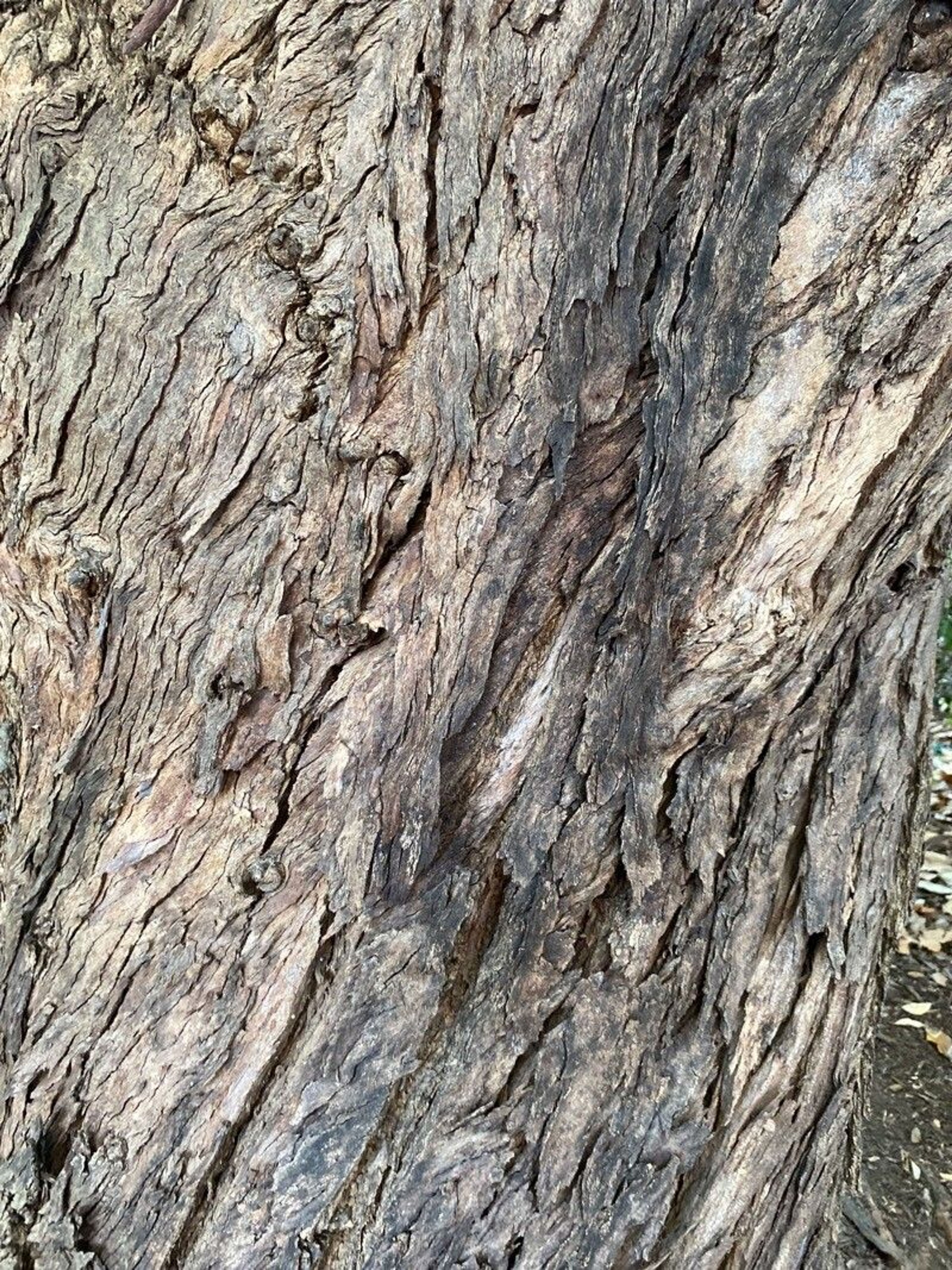 bark