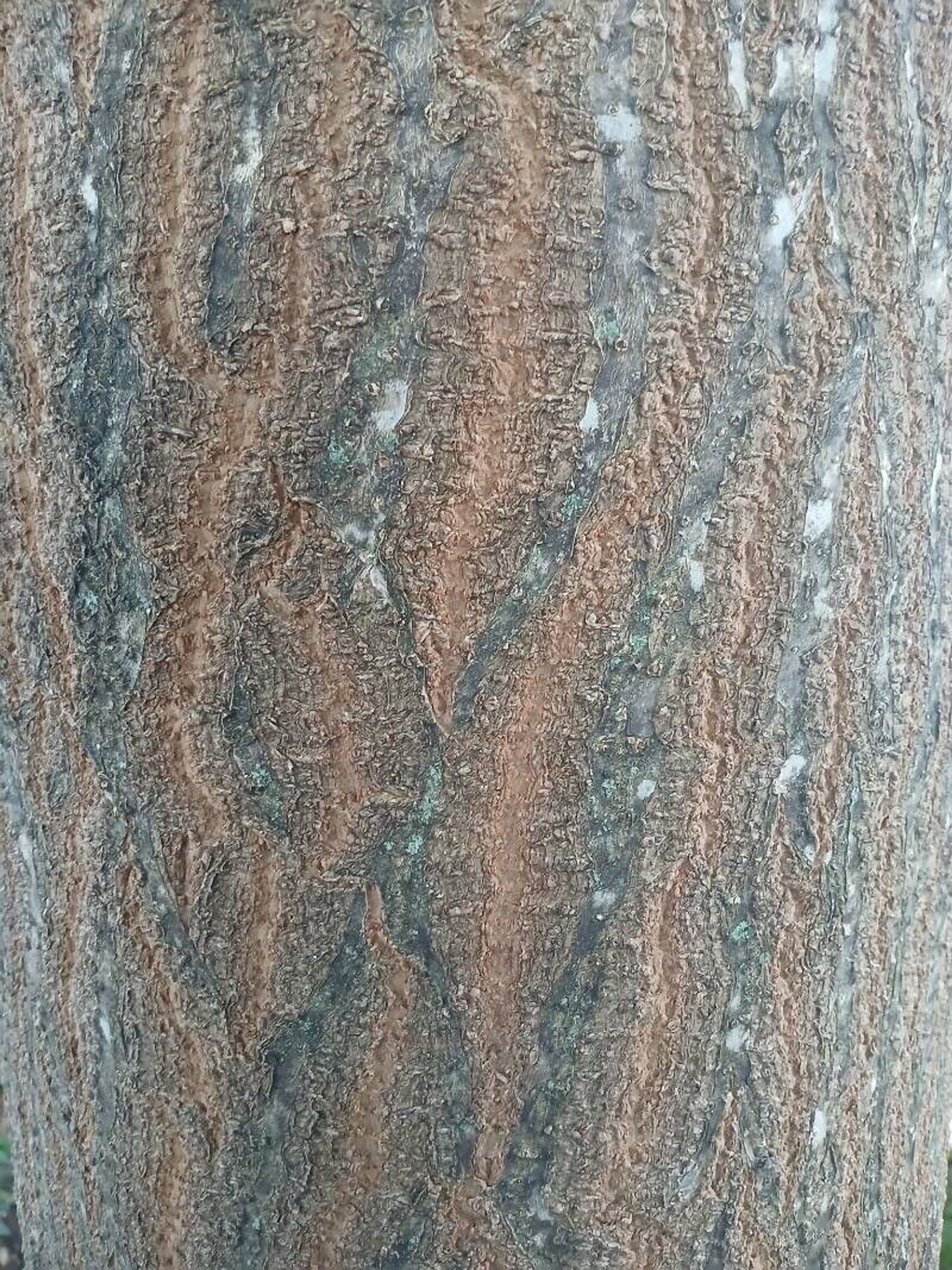 bark