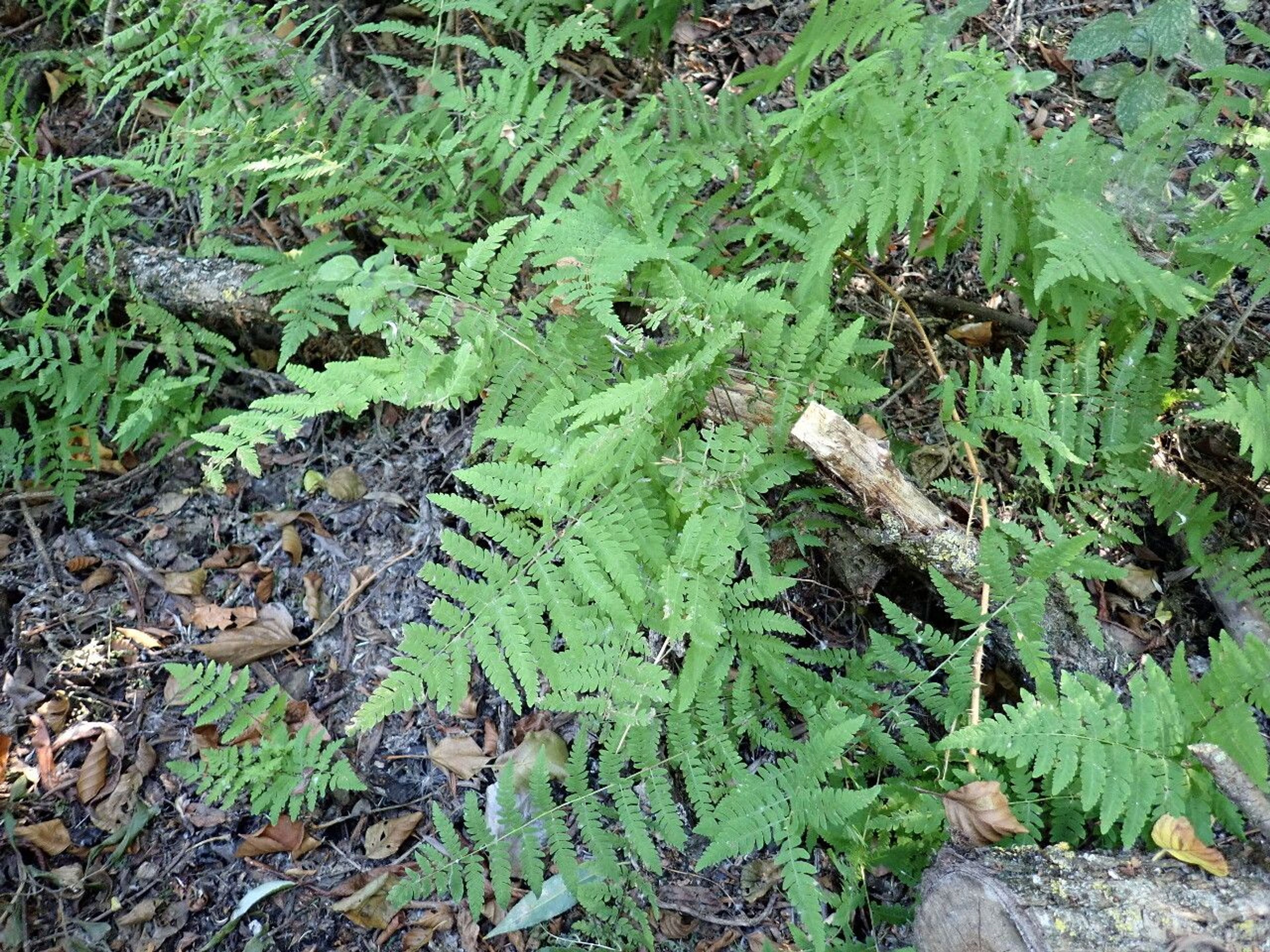 habit