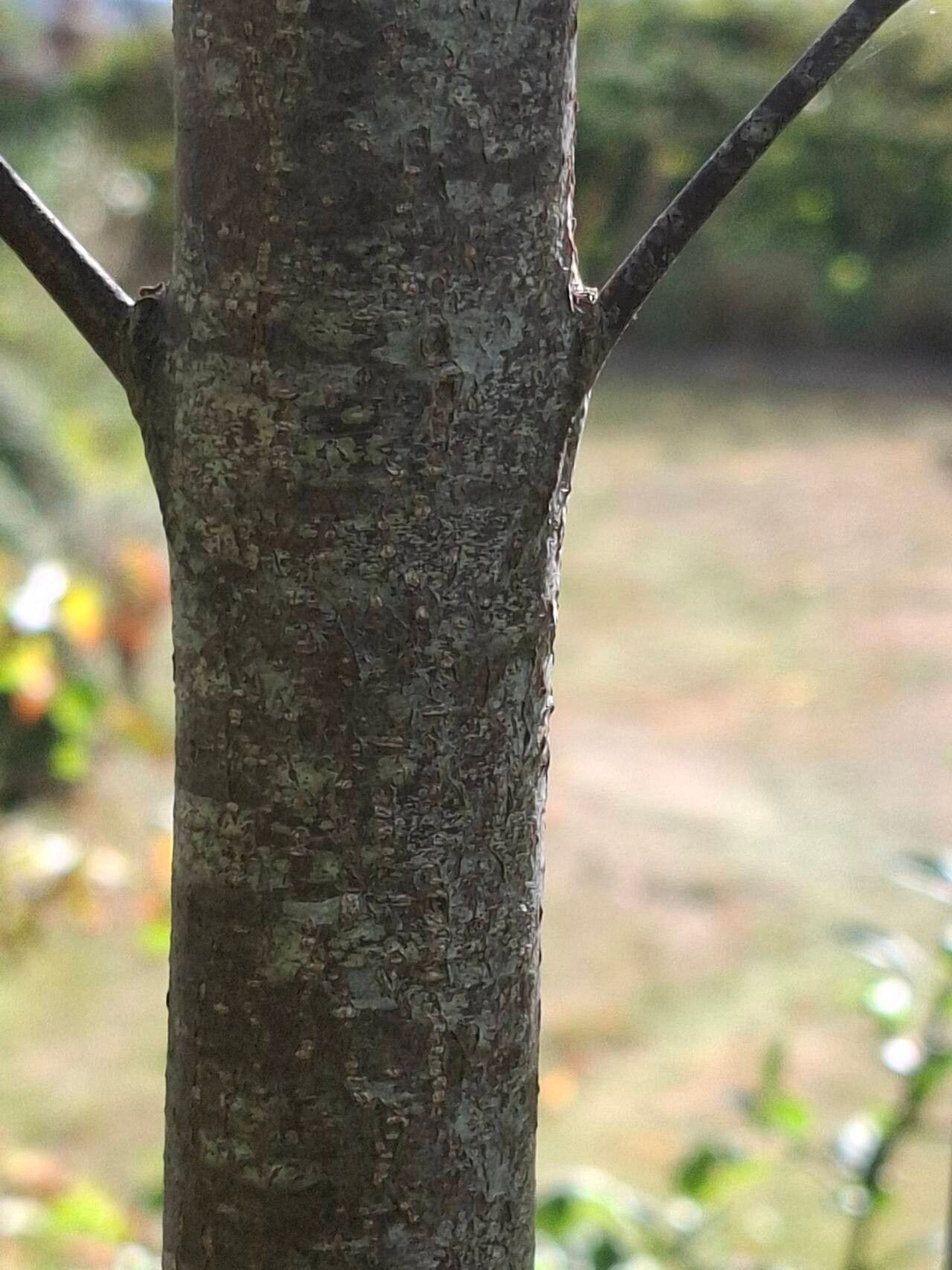 bark