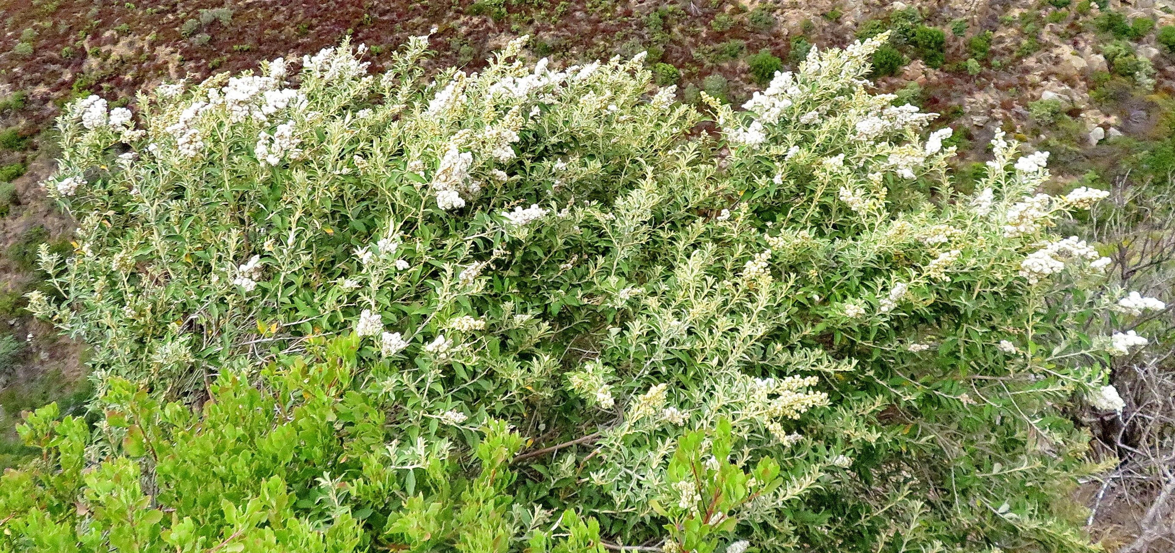 habit