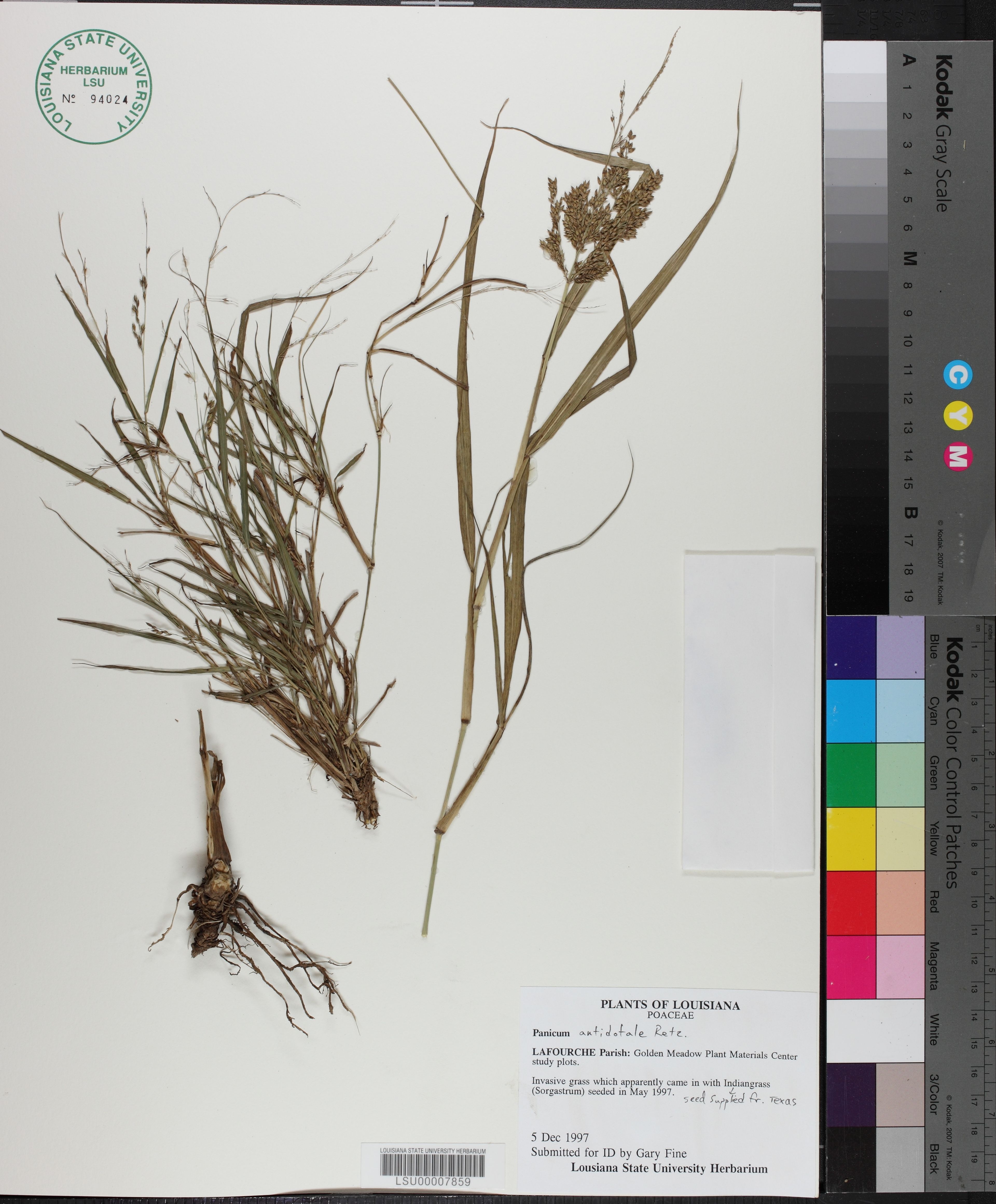 Panicum antidotale - 60