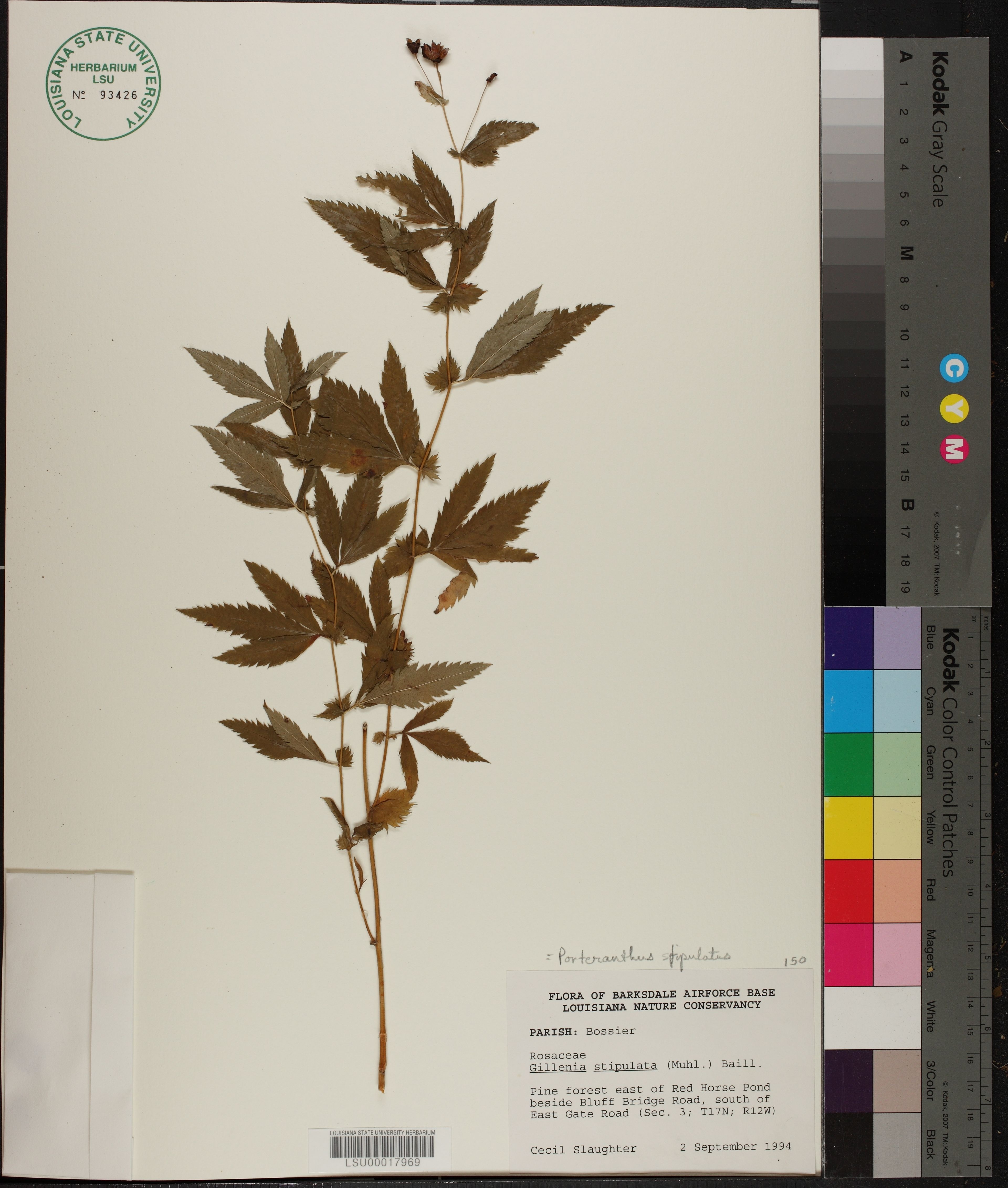 Gillenia stipulata - 26