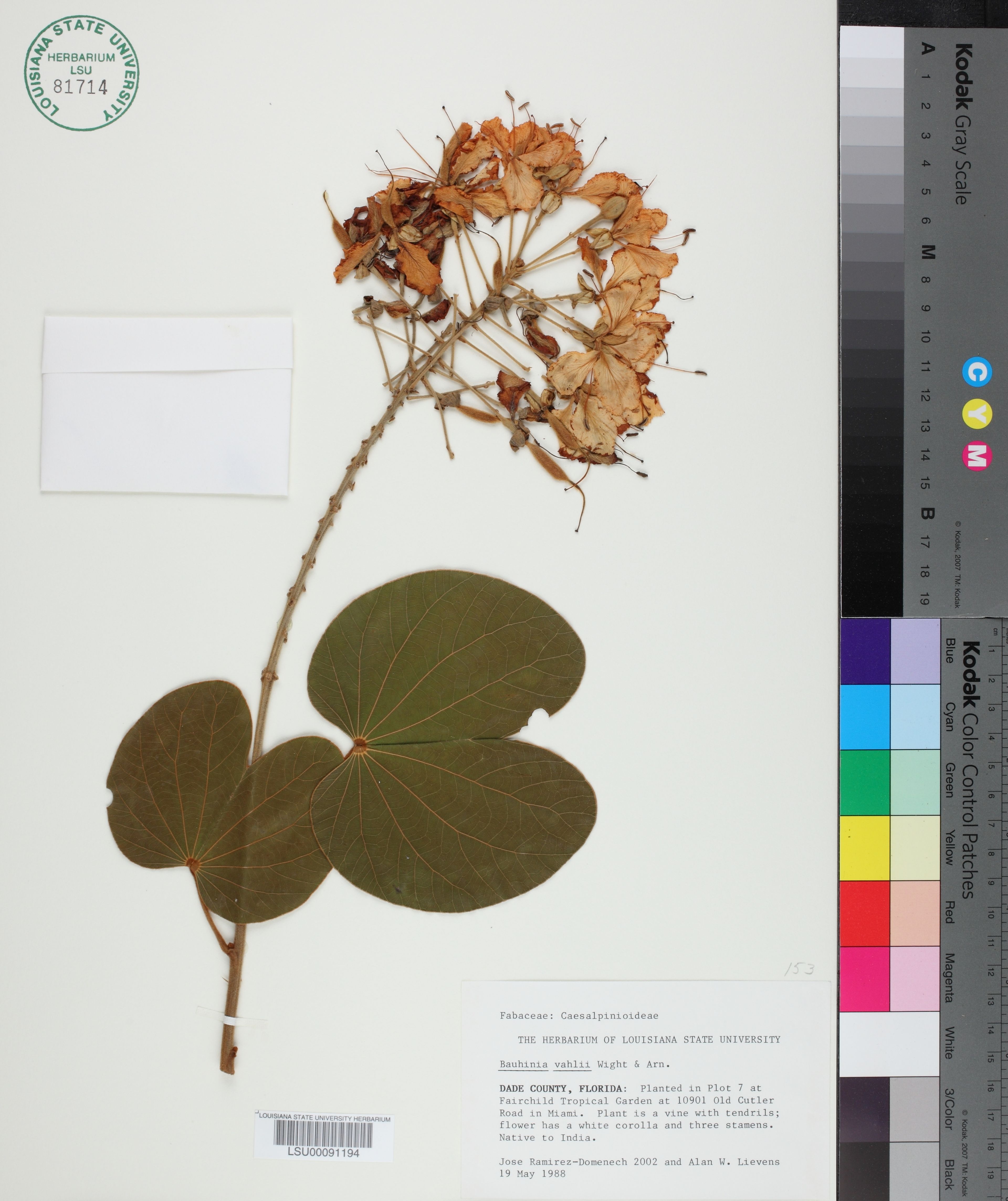 Bauhinia vahlii - 51