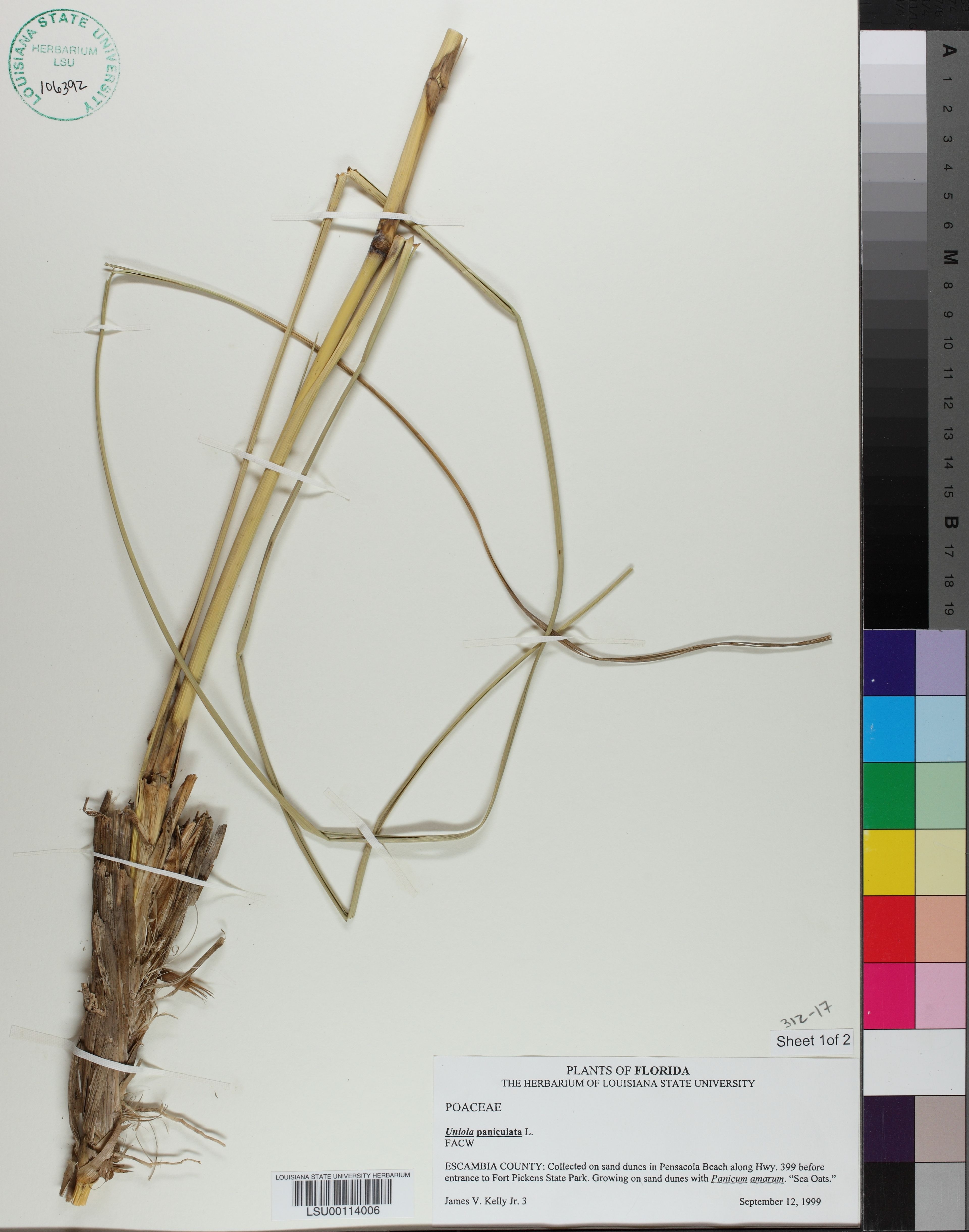 Uniola paniculata - 16