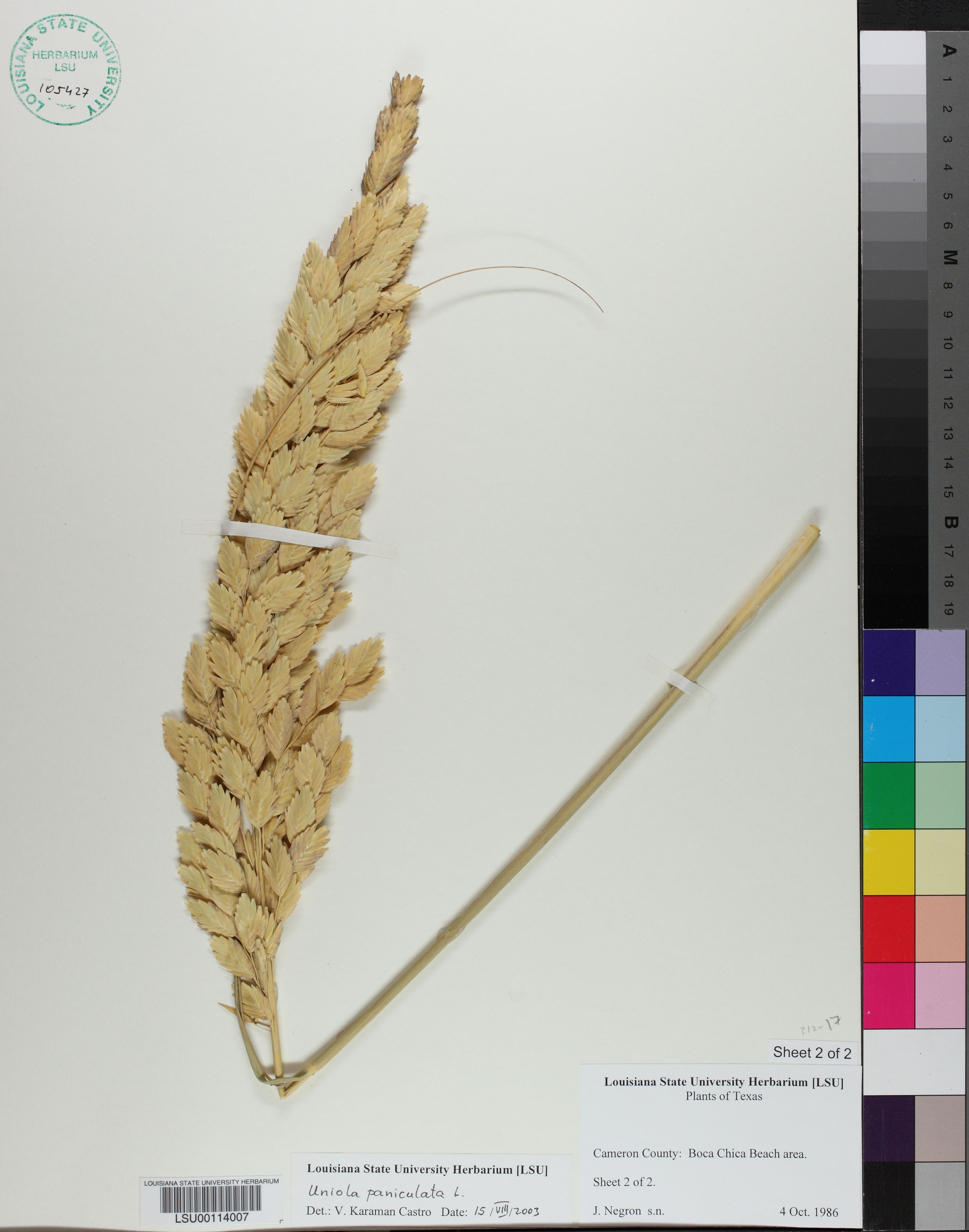 Uniola paniculata - 11