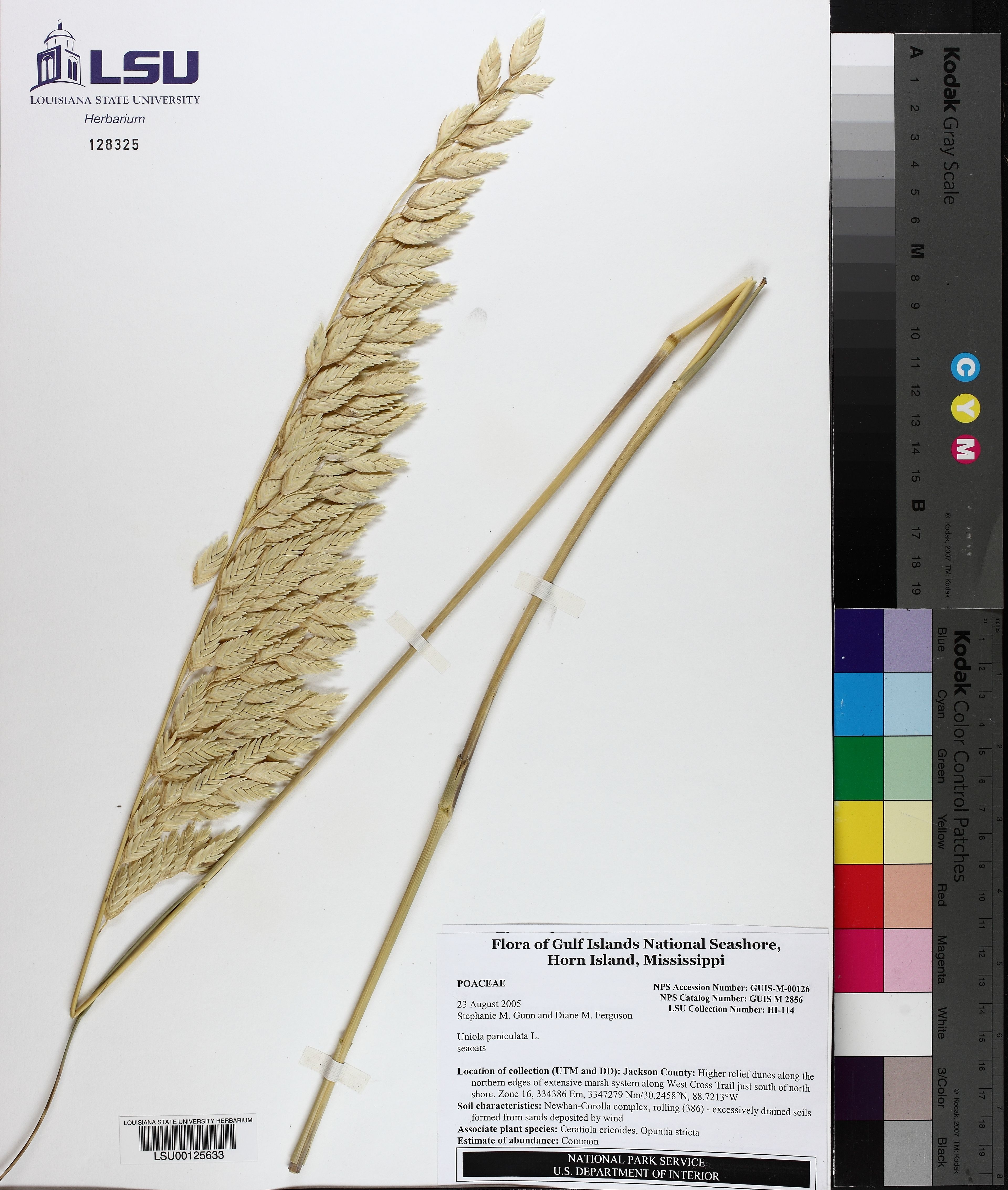 Uniola paniculata - 69