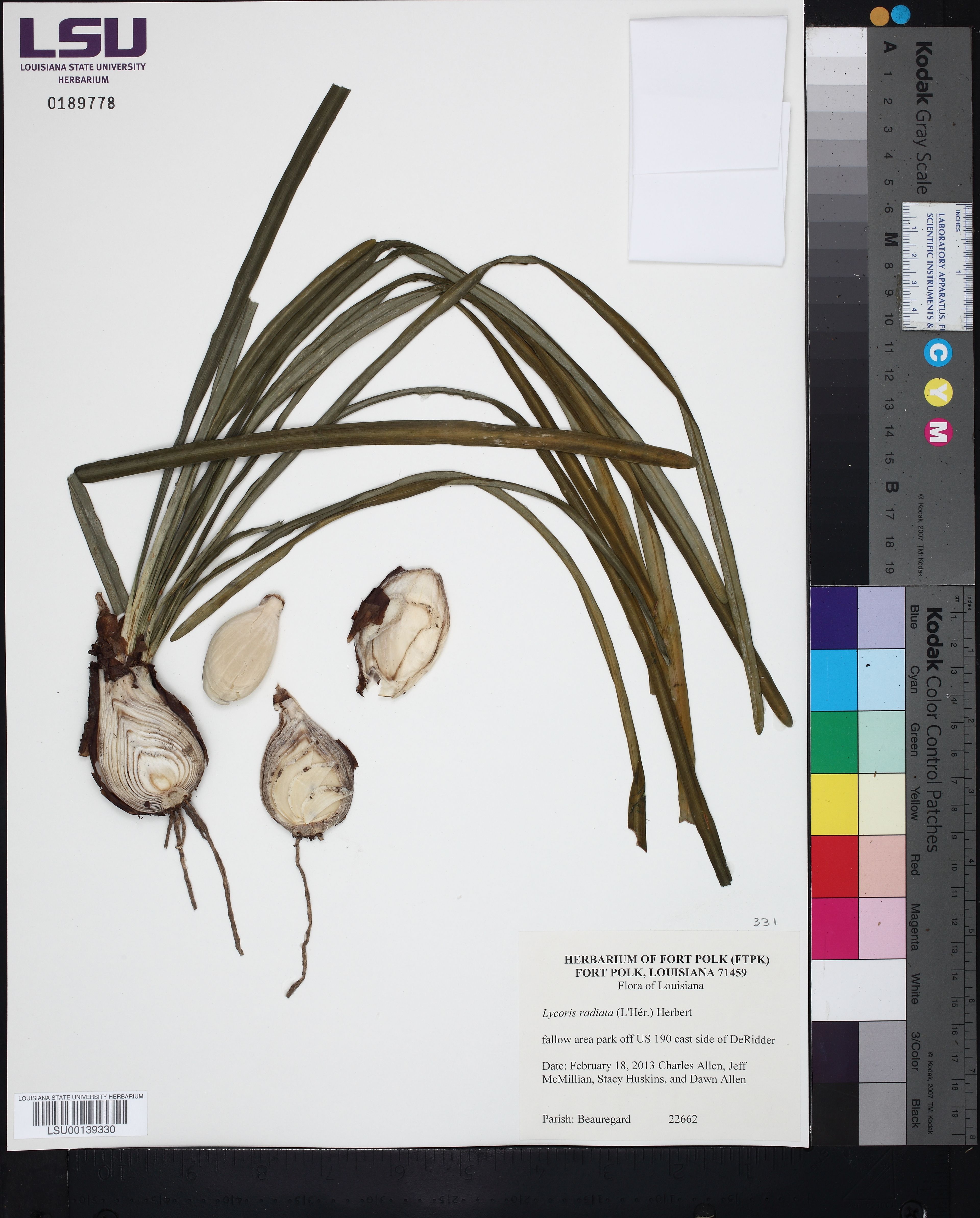 Lycoris radiata - 88