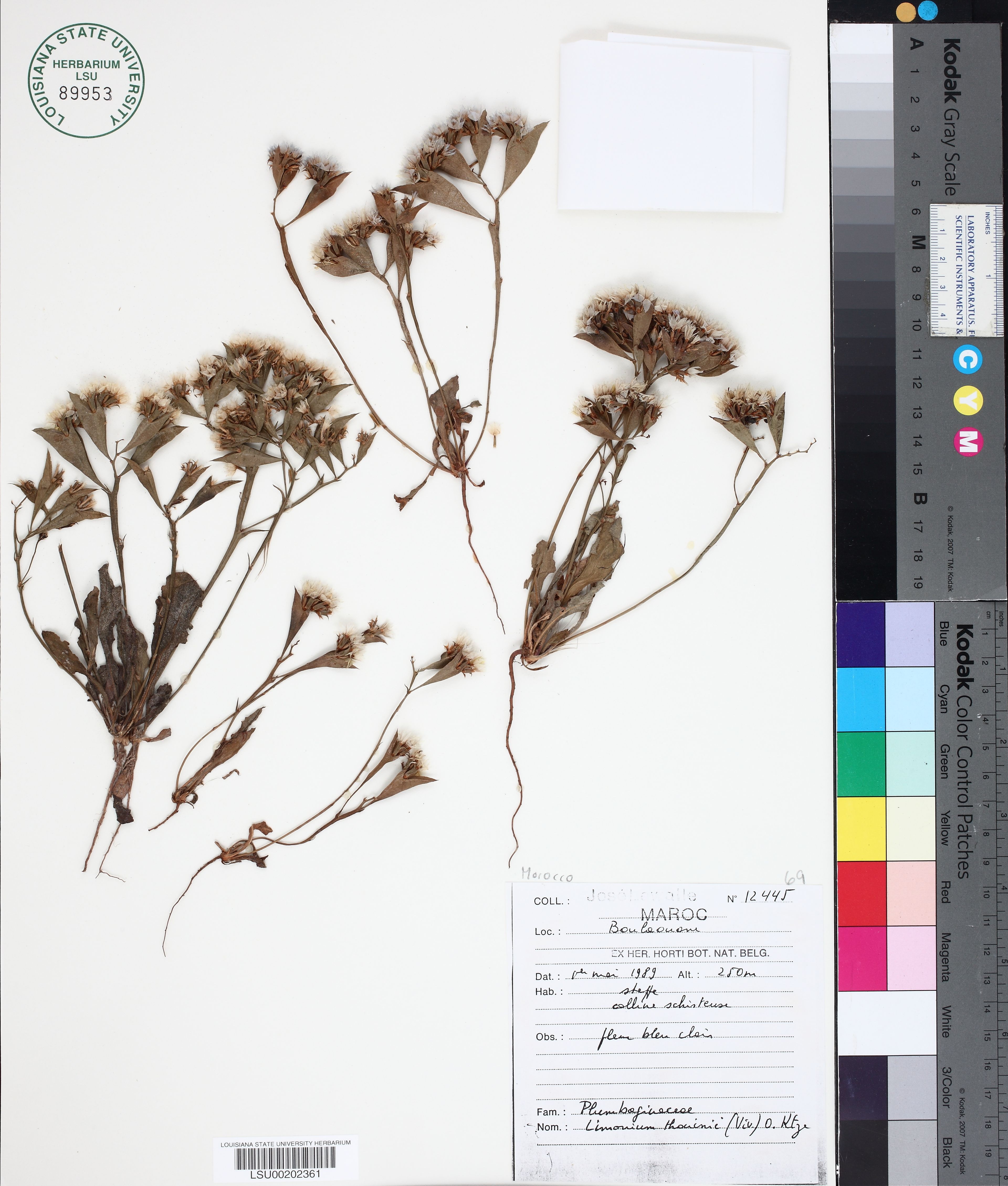 Limonium thouinii - 18