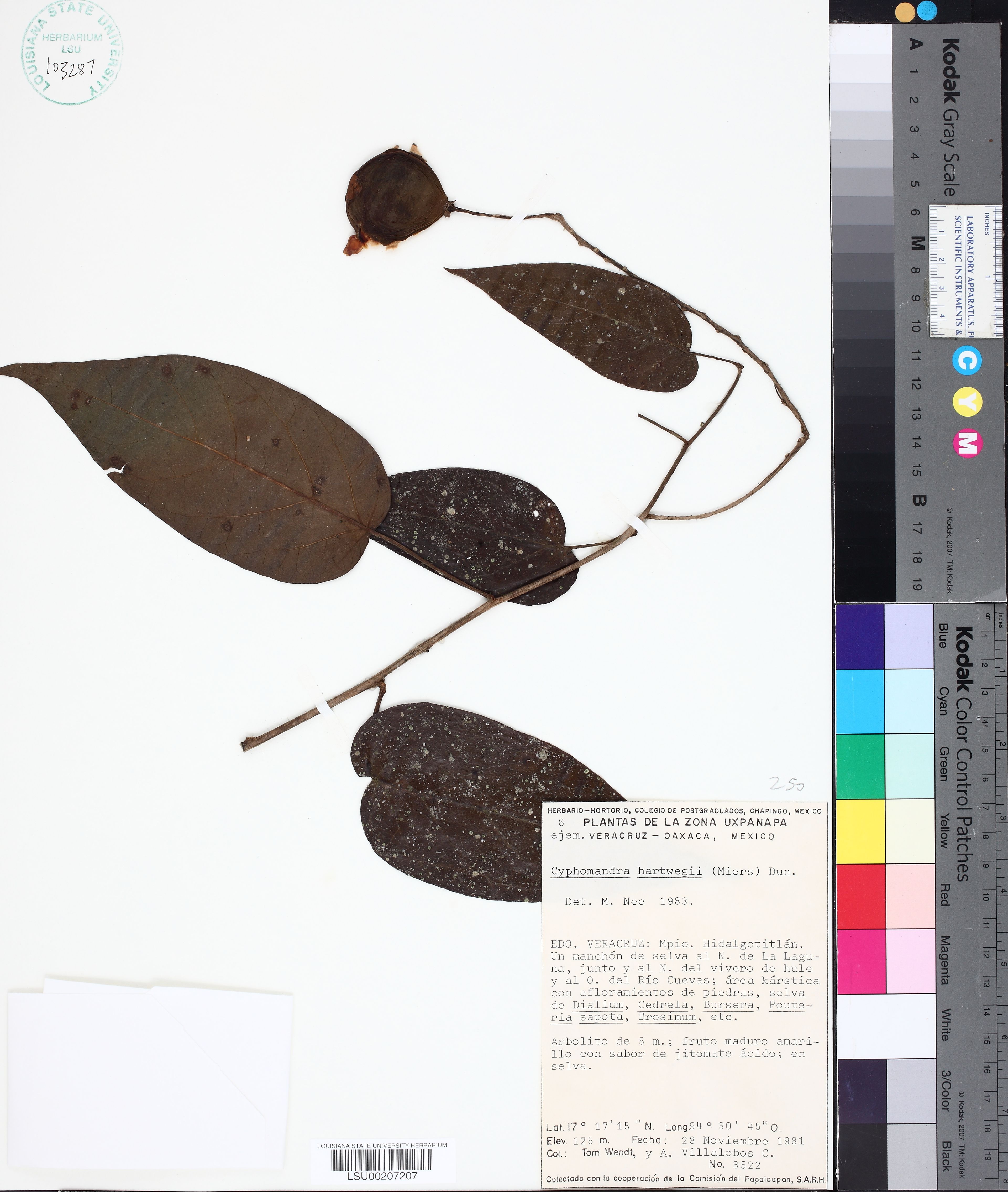 Cyphomandra hartwegii - 16