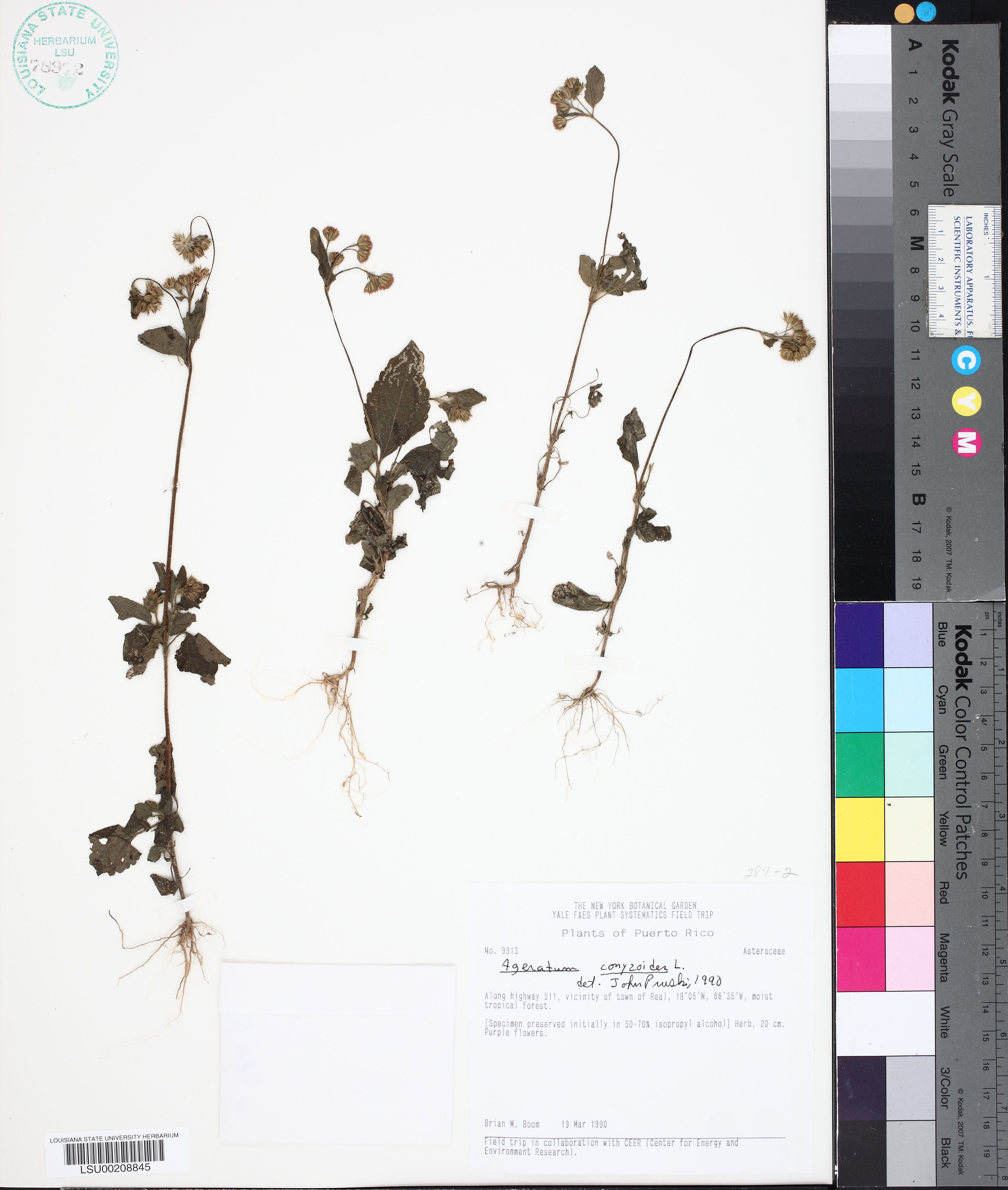 Ageratum conyzoides - 82