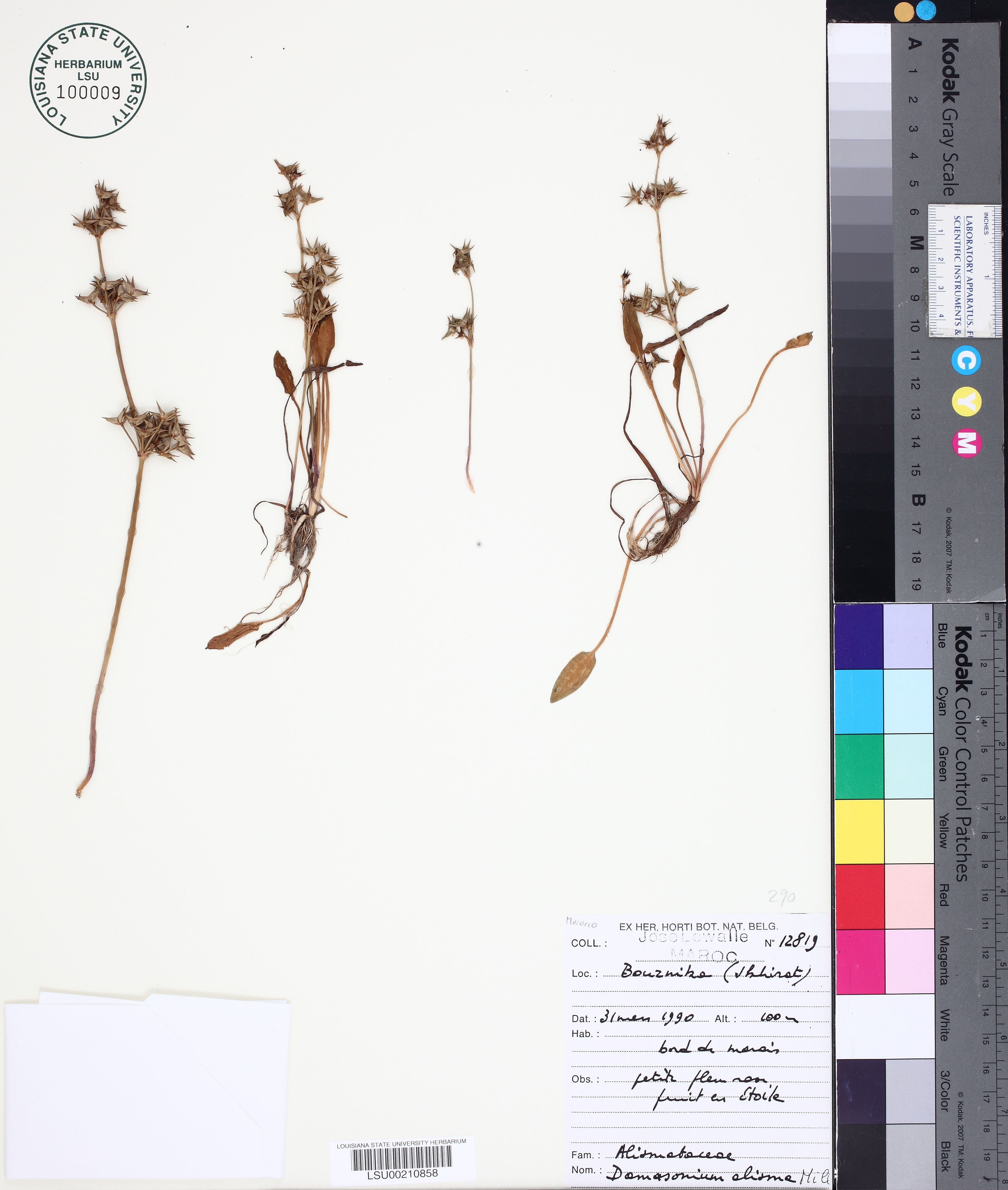 Damasonium alisma - 150