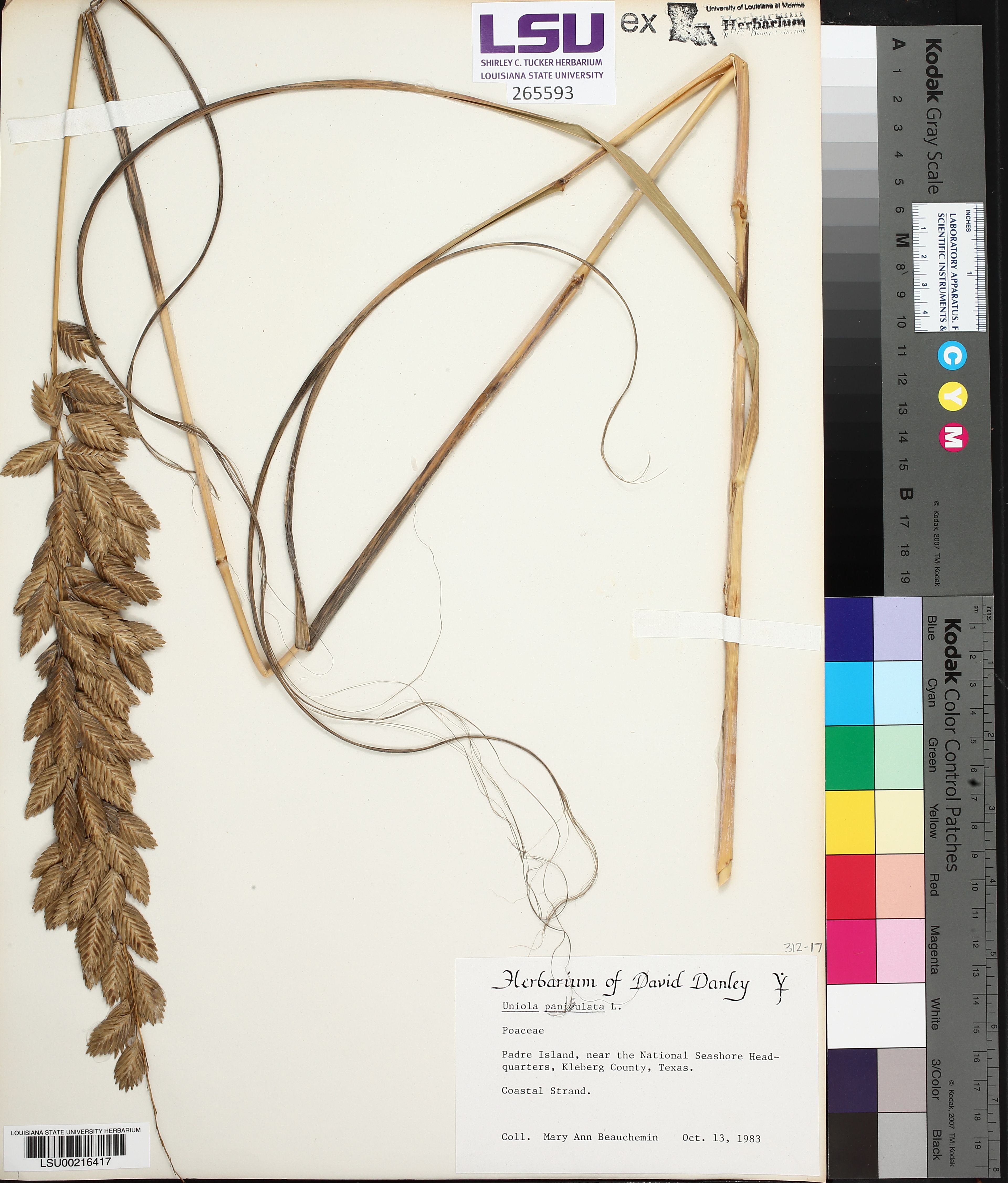 Uniola paniculata - 14