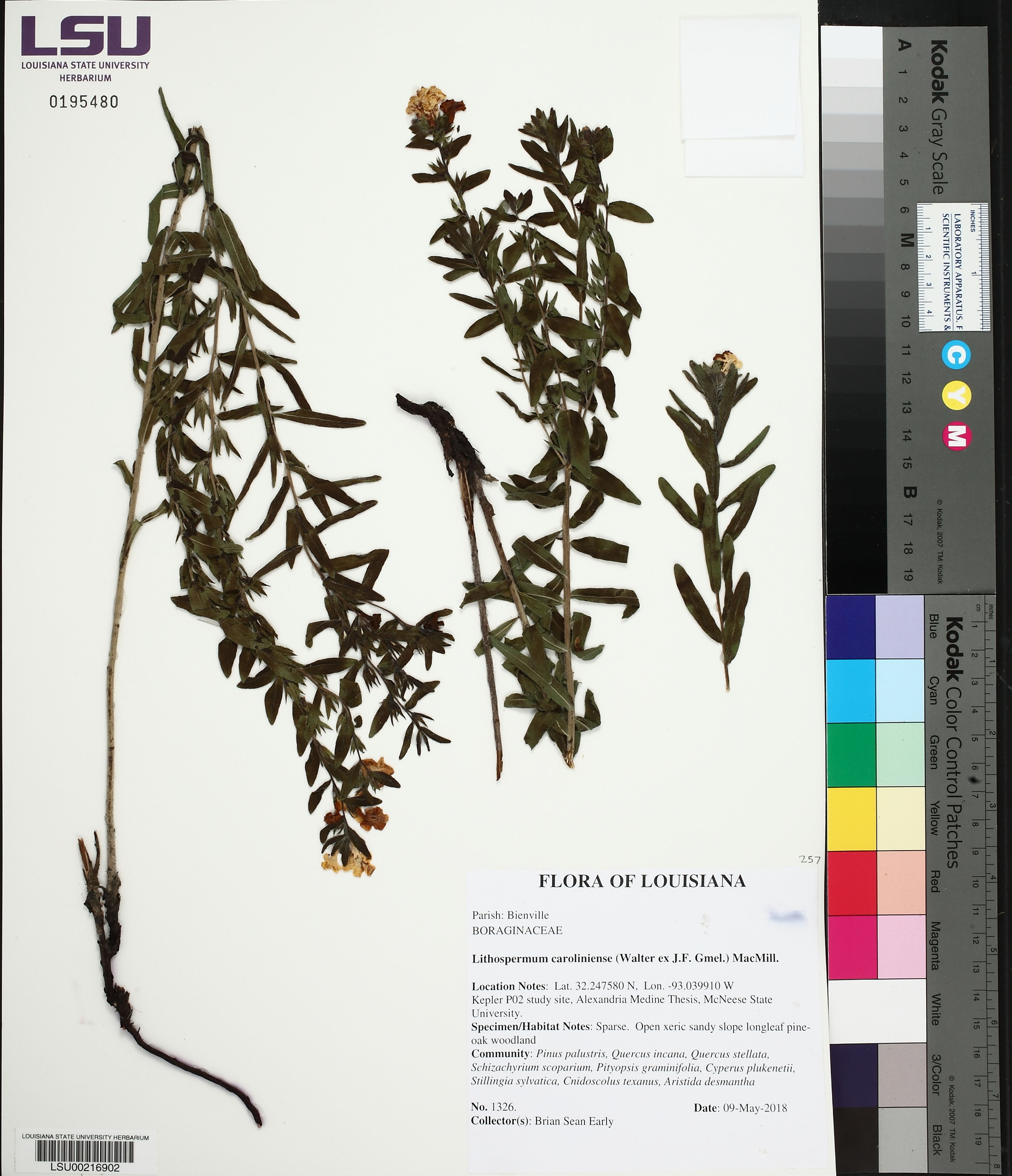 Lithospermum caroliniense - 50