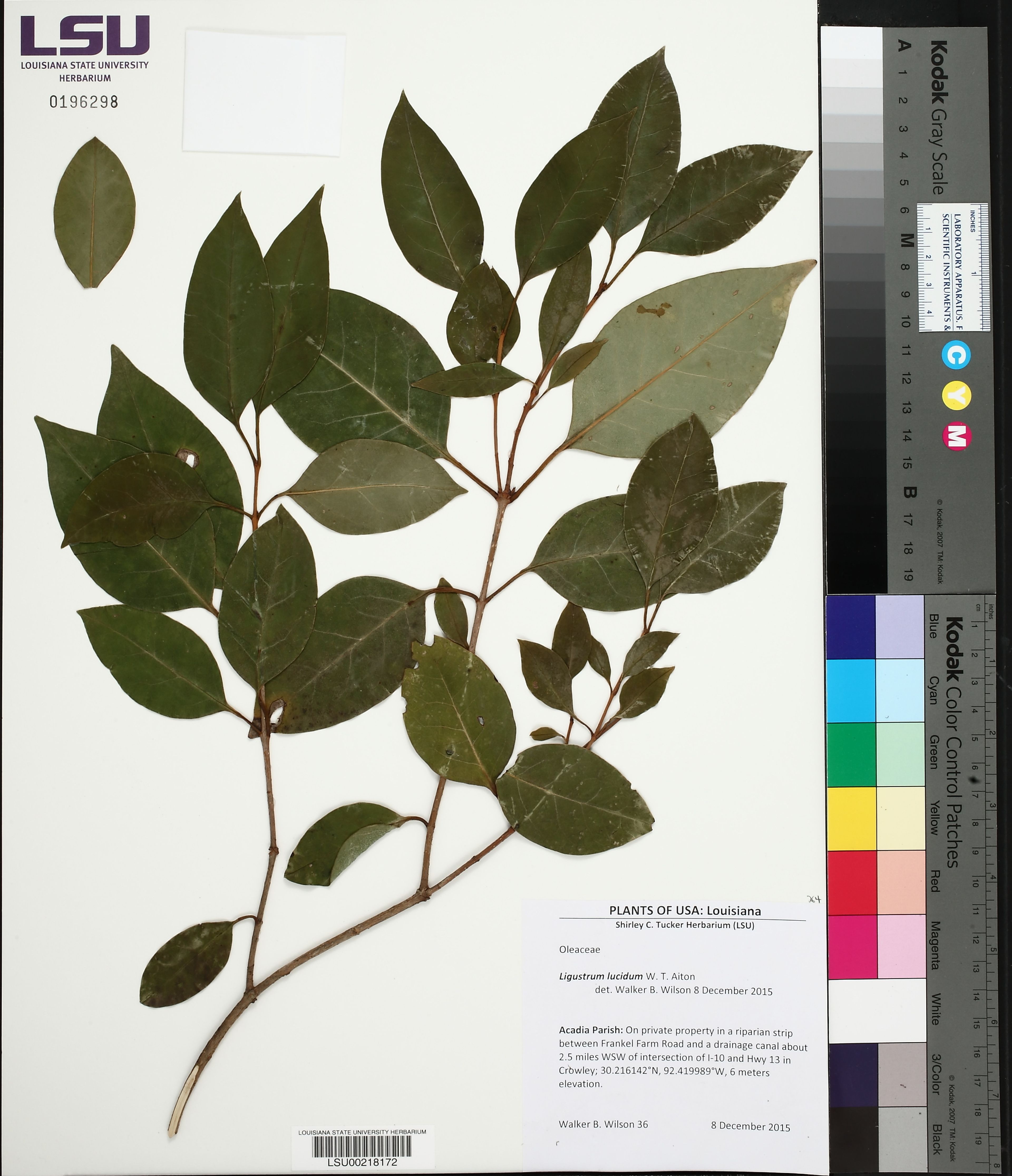 Ligustrum lucidum - 95