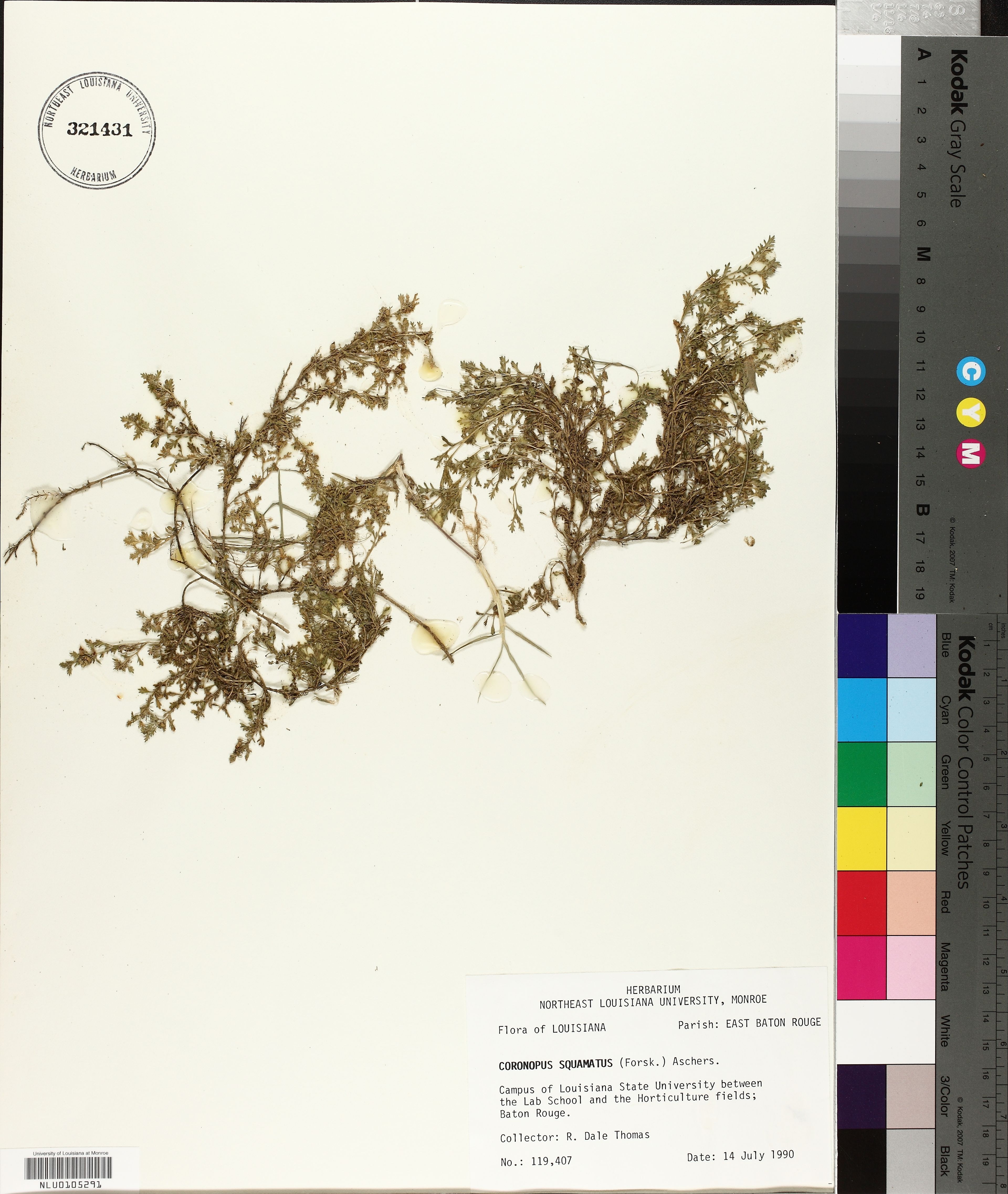 Coronopus squamatus - 56