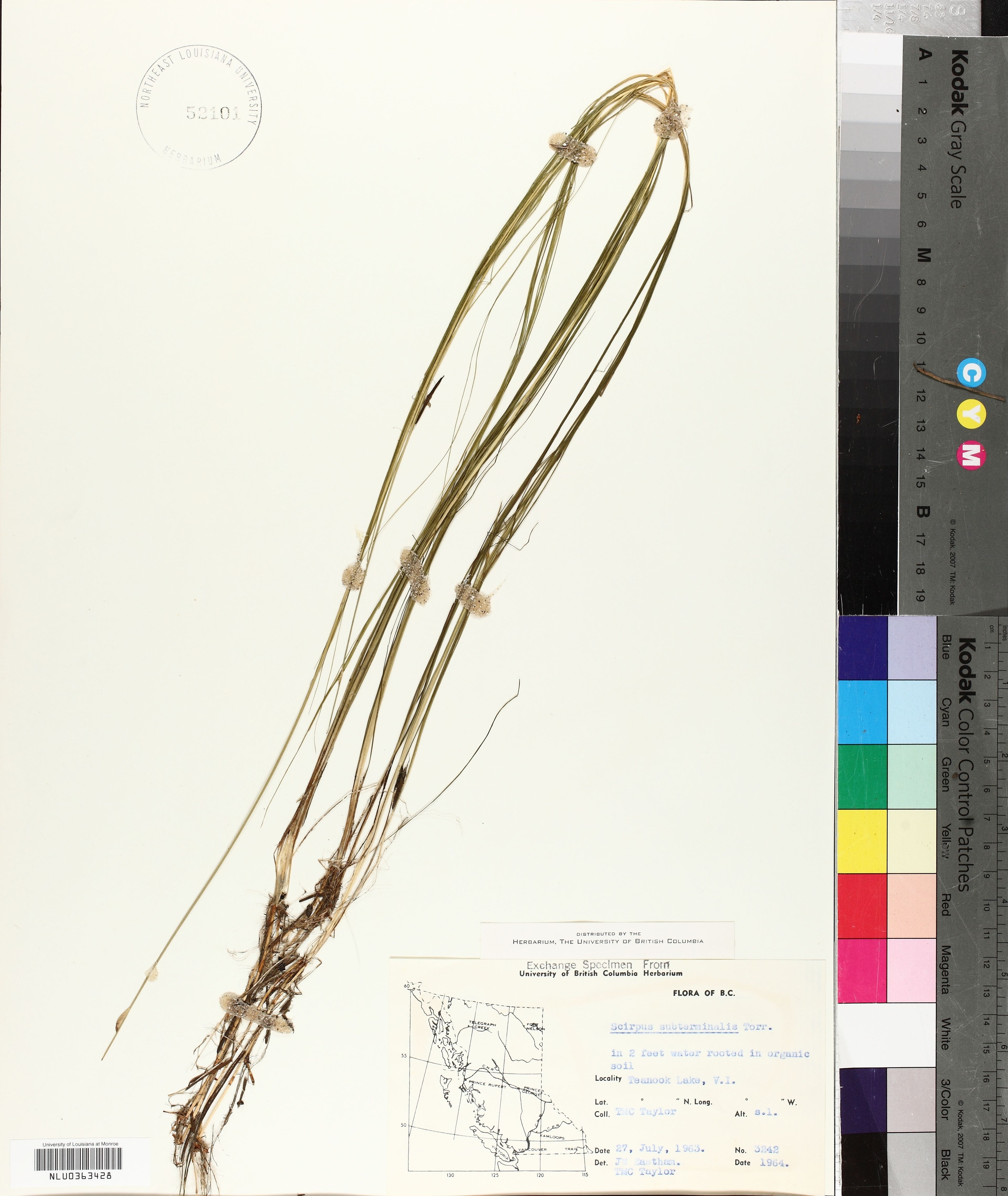 Scirpus subterminalis - 85