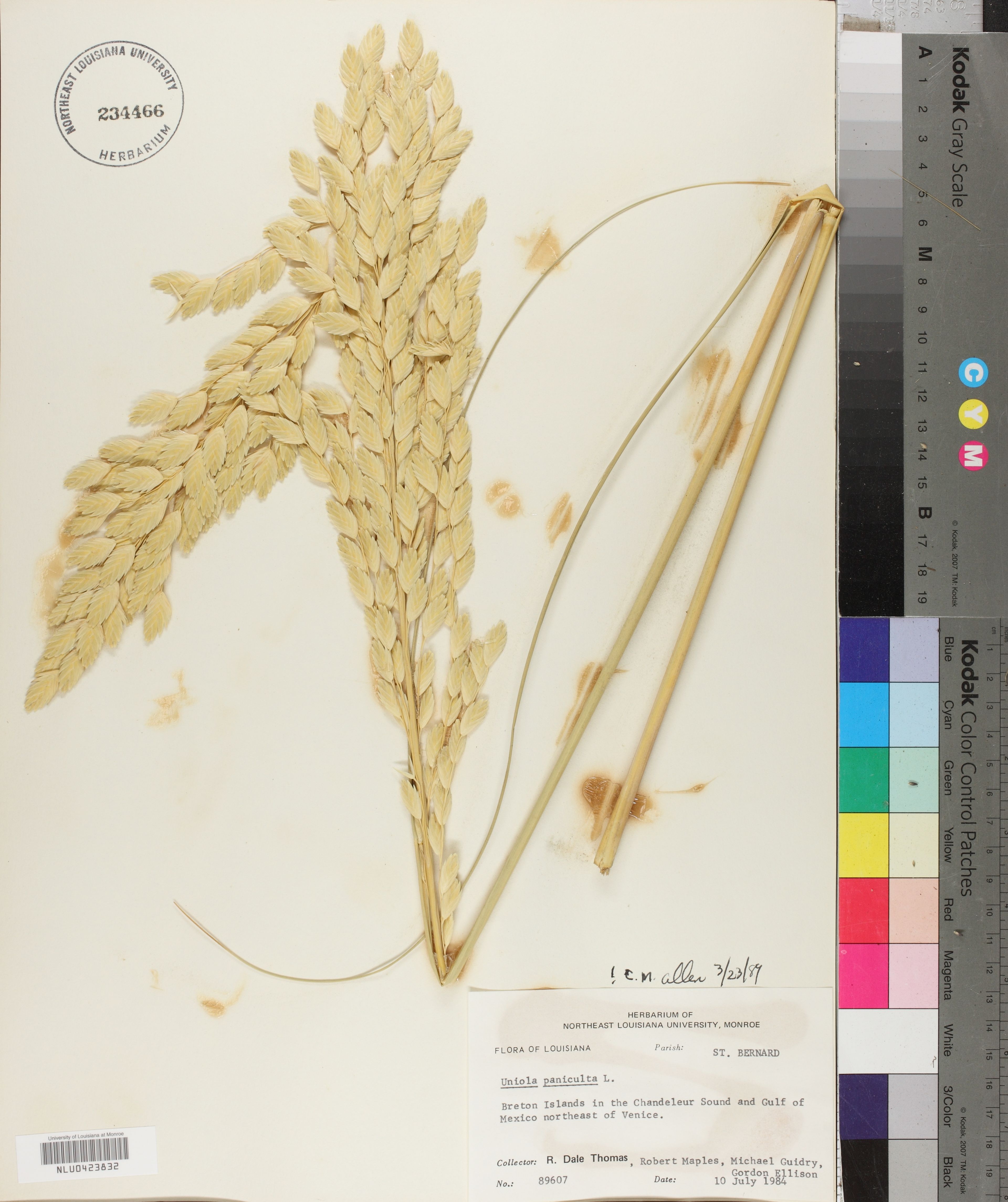 Uniola paniculata - 104