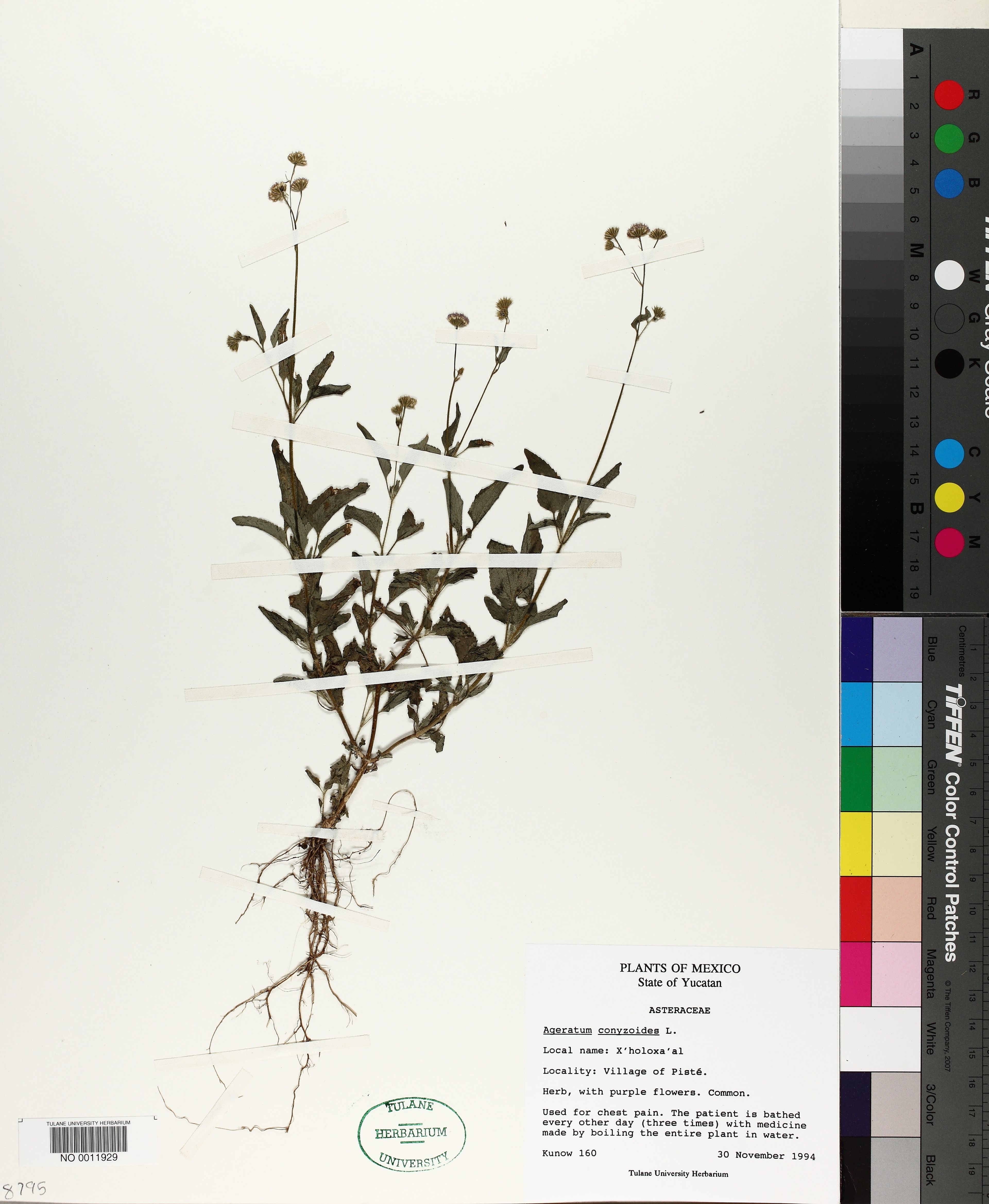 Ageratum conyzoides - 70