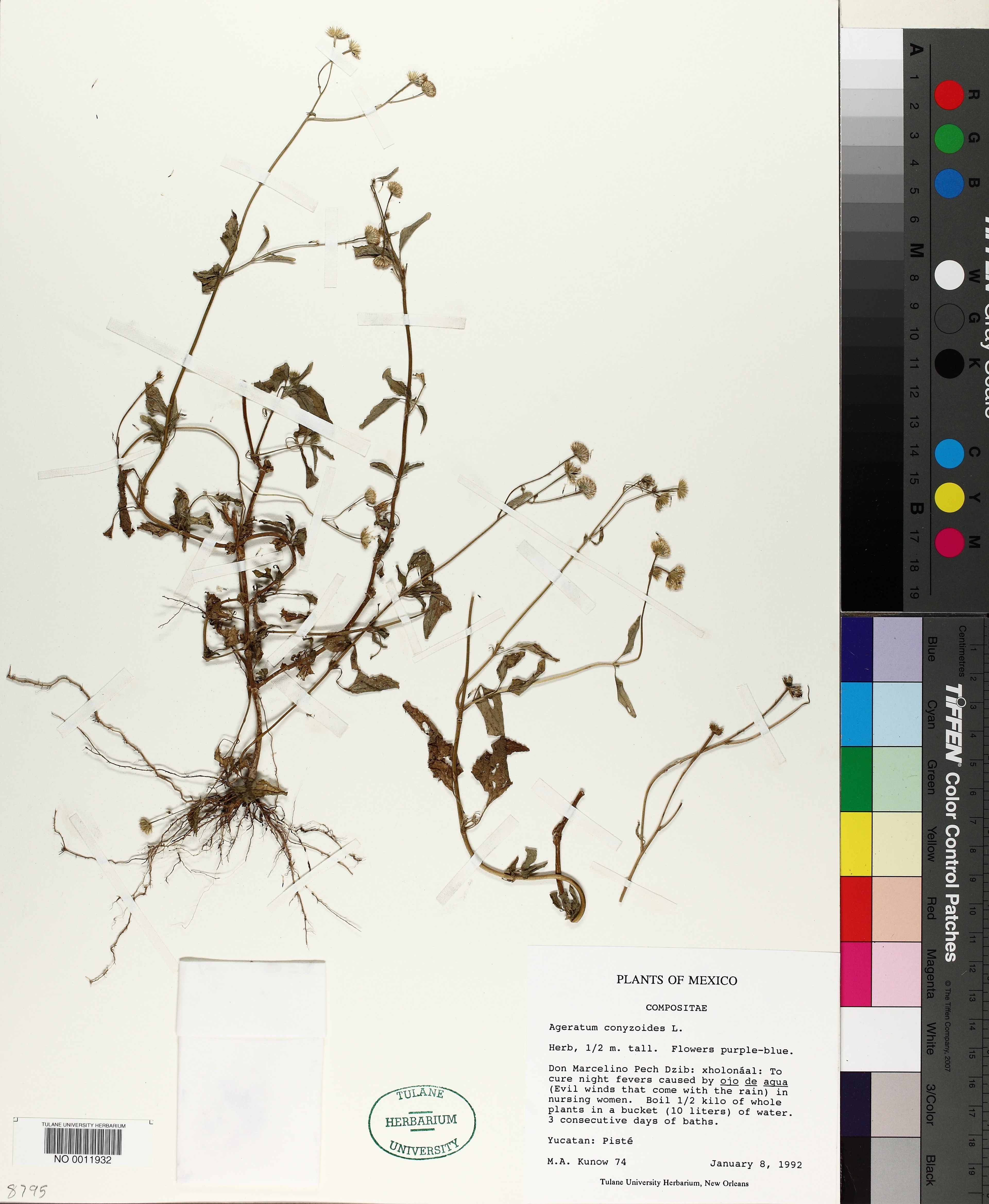 Ageratum conyzoides - 85