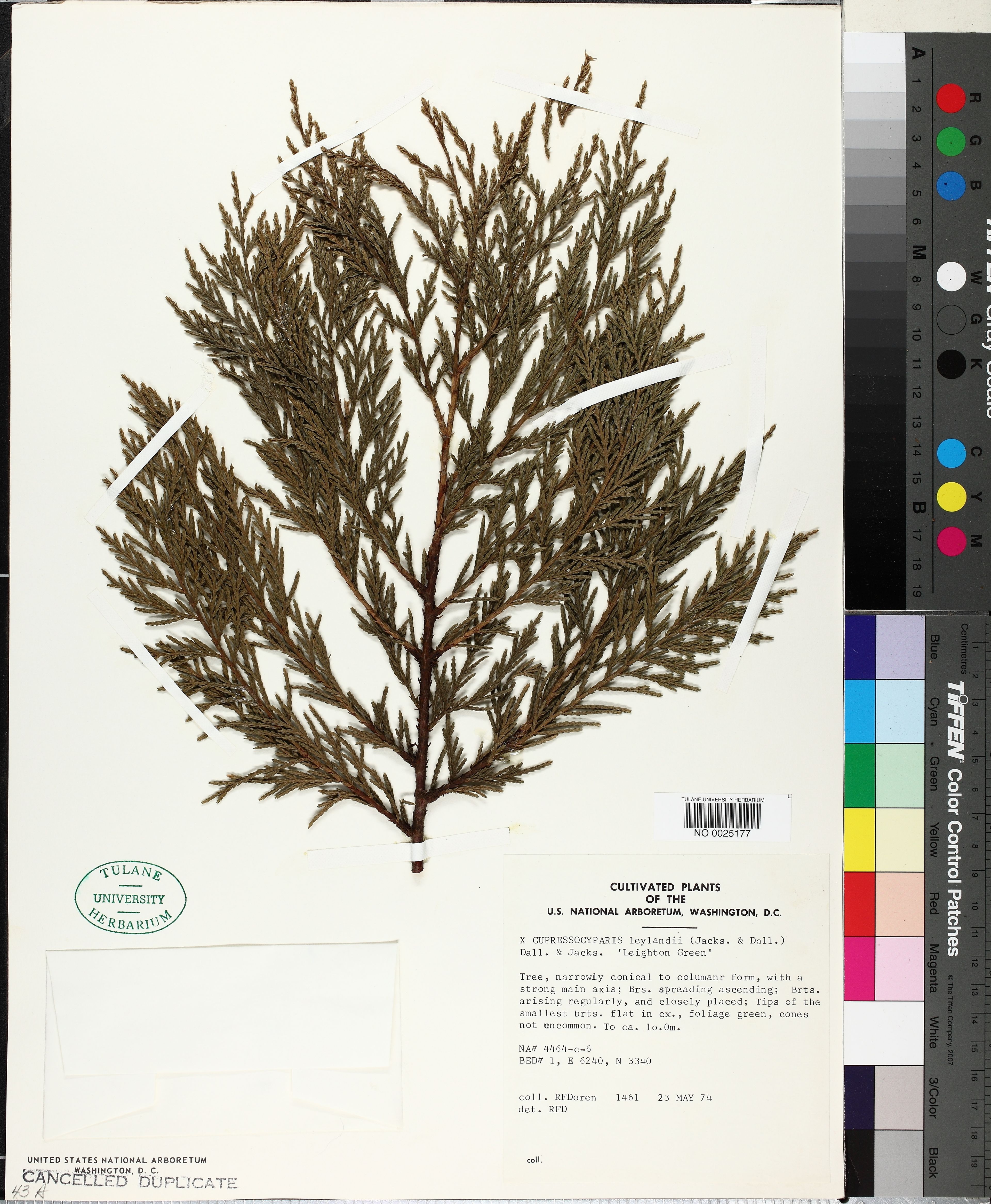 Cupressocyparis leylandii - 54