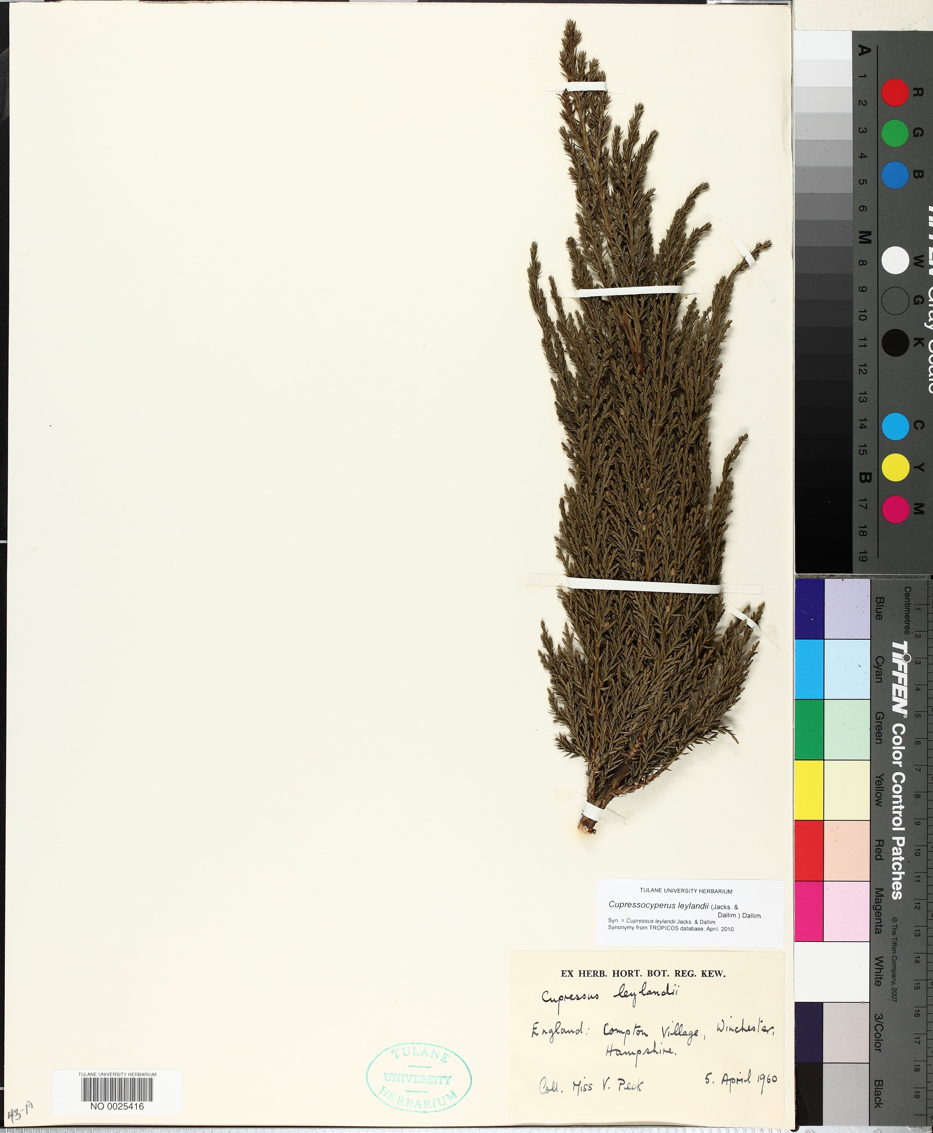 Cupressocyparis leylandii - 9