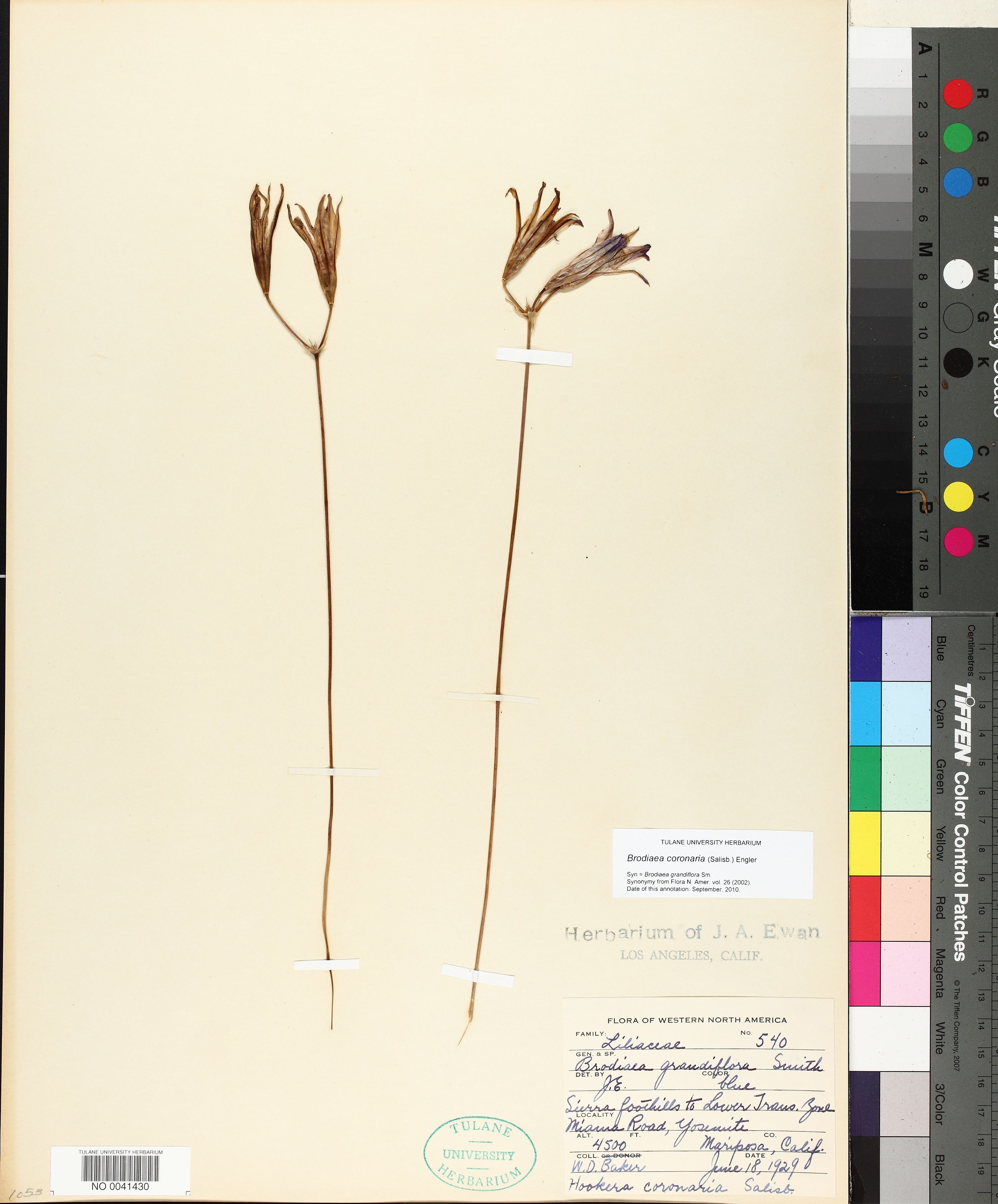 Brodiaea coronaria - 26