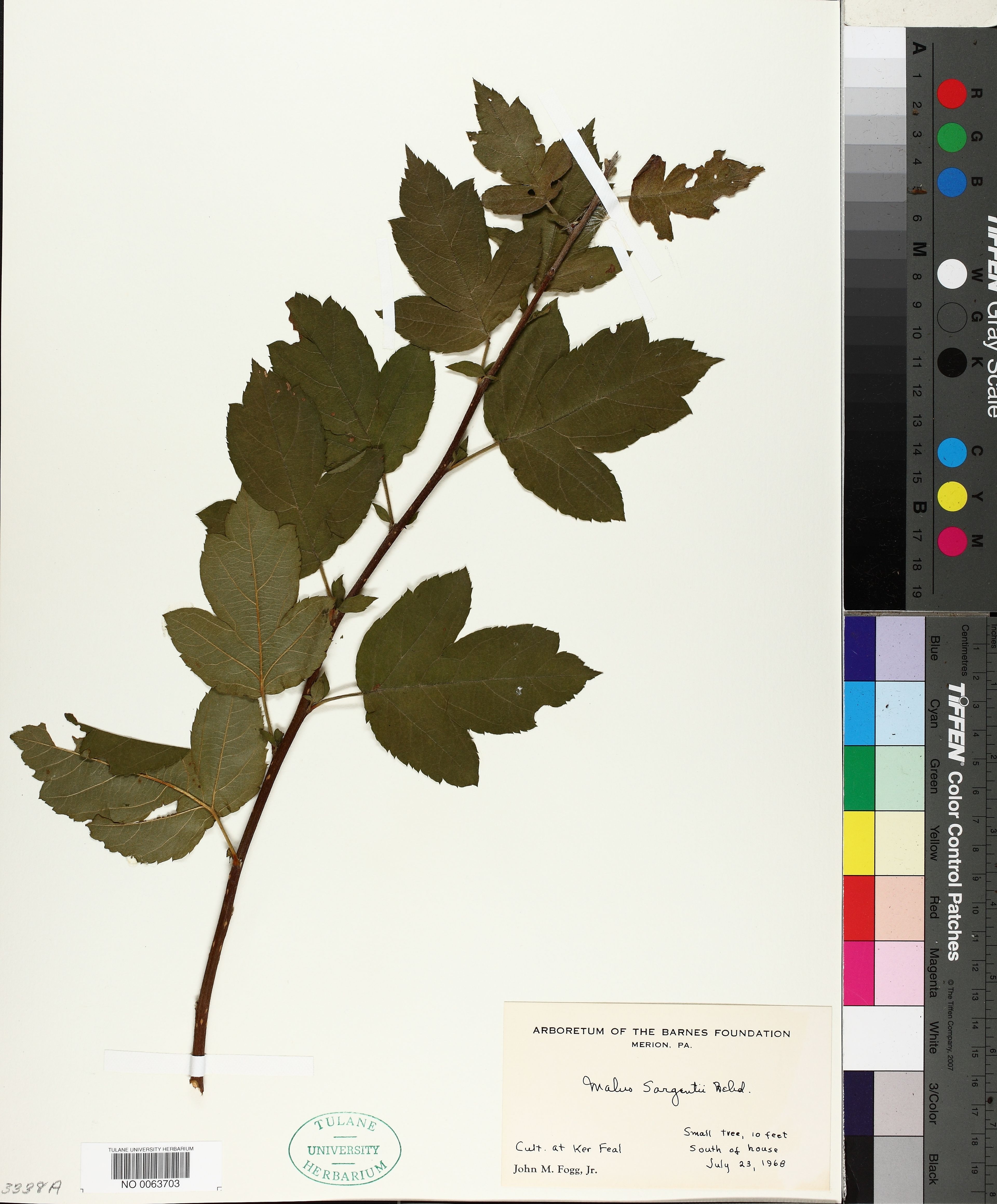 Malus sargentii - 23