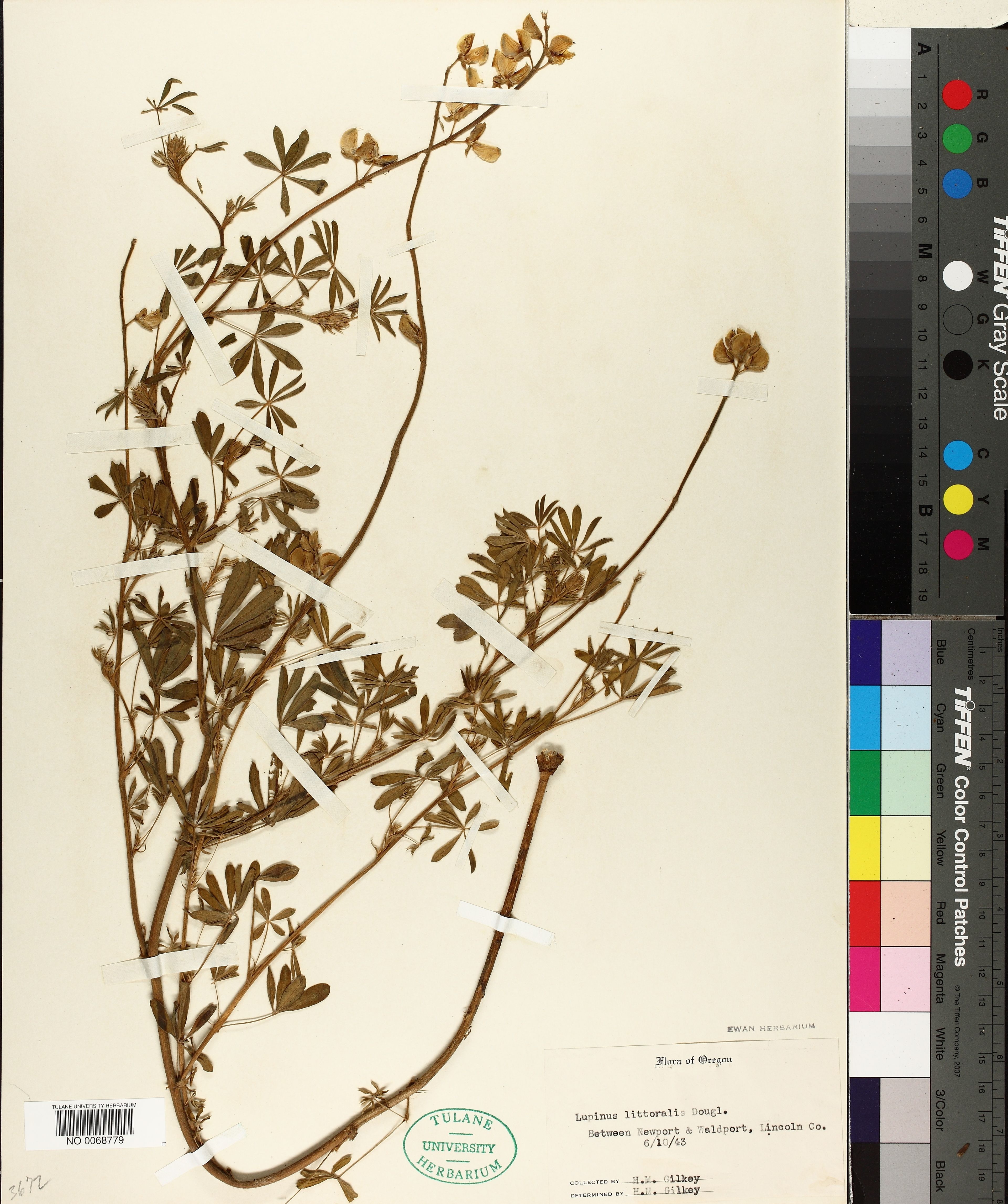 Lupinus littoralis - 79