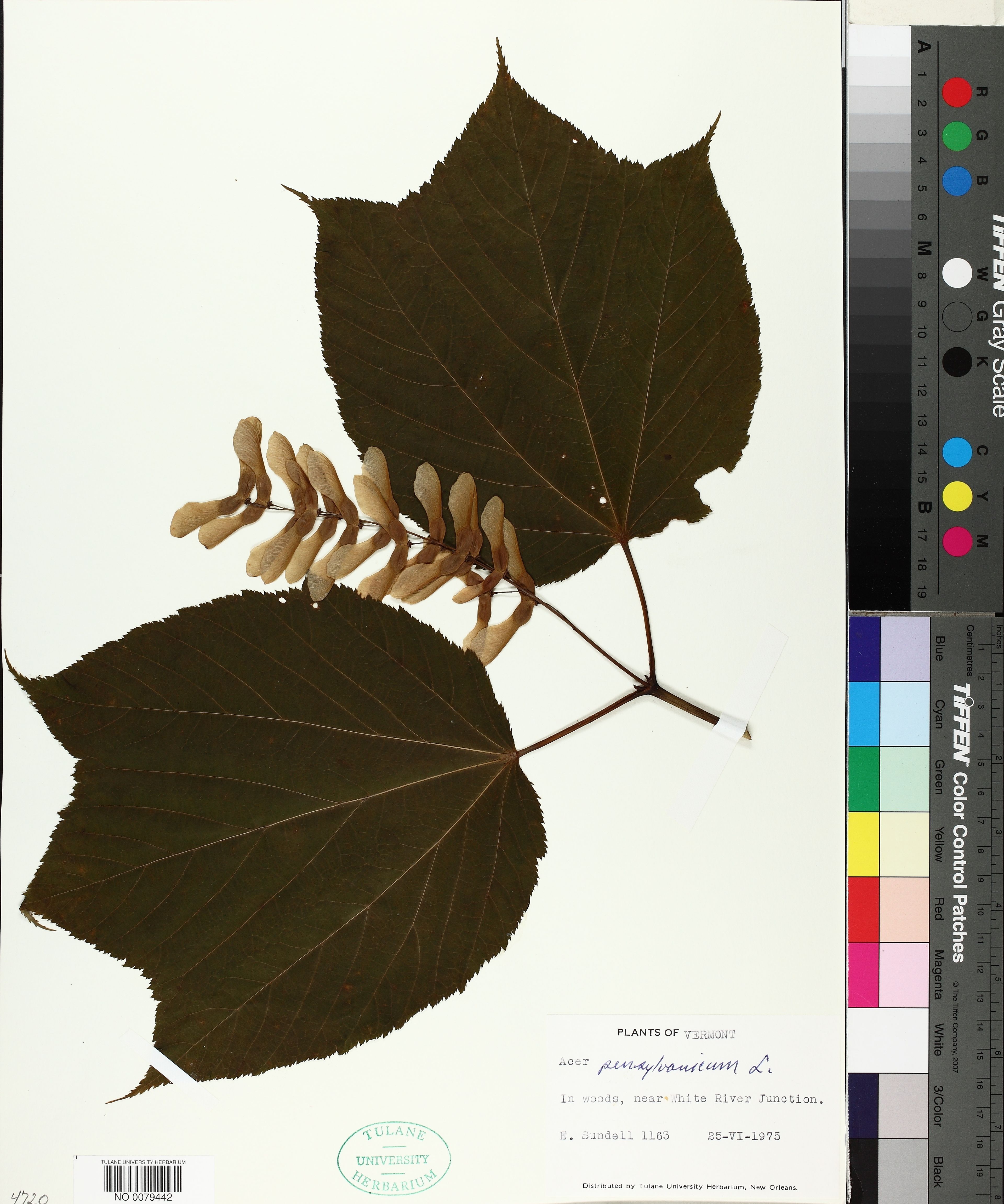 Acer pensylvanicum - 40