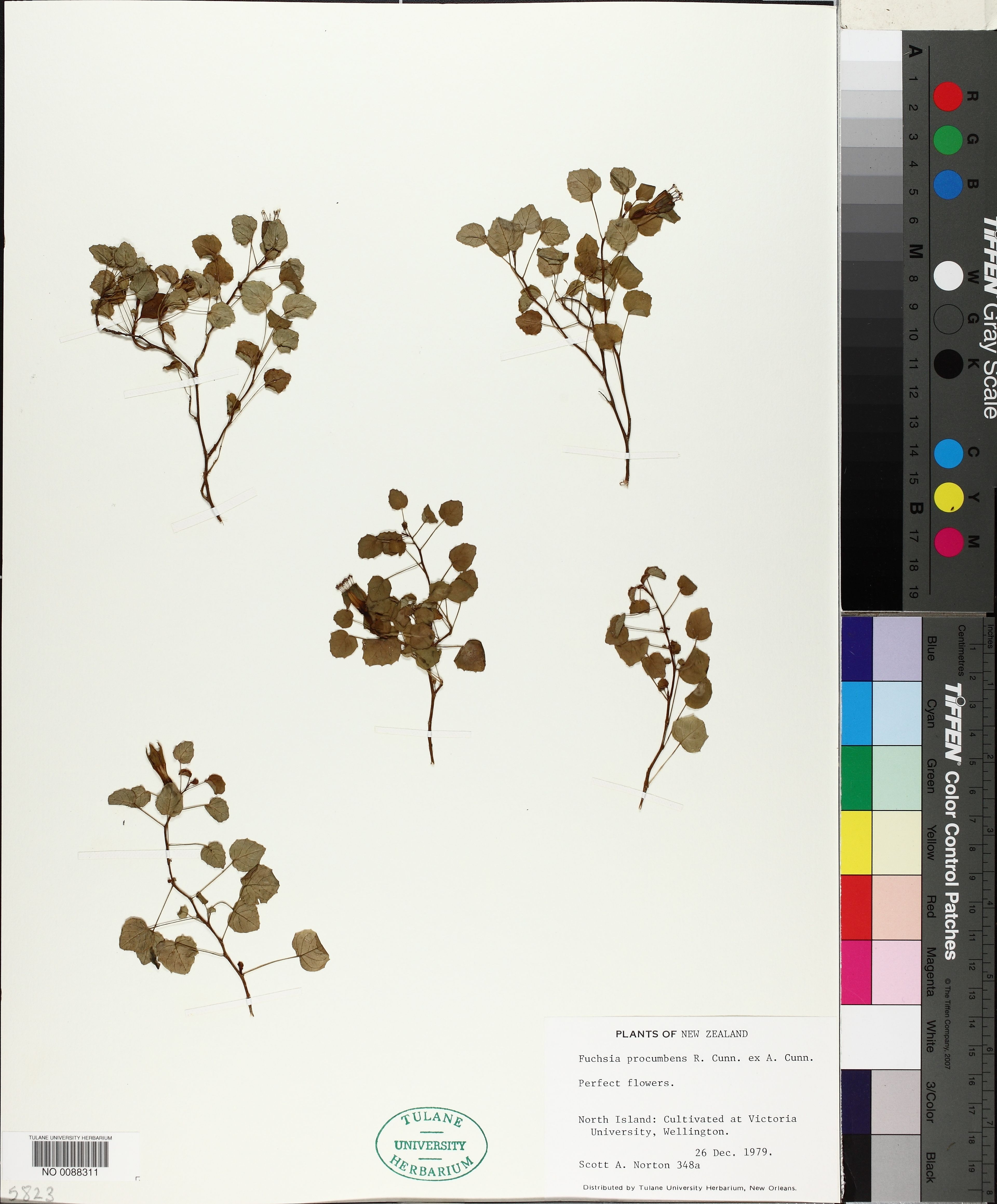 Fuchsia procumbens - 17