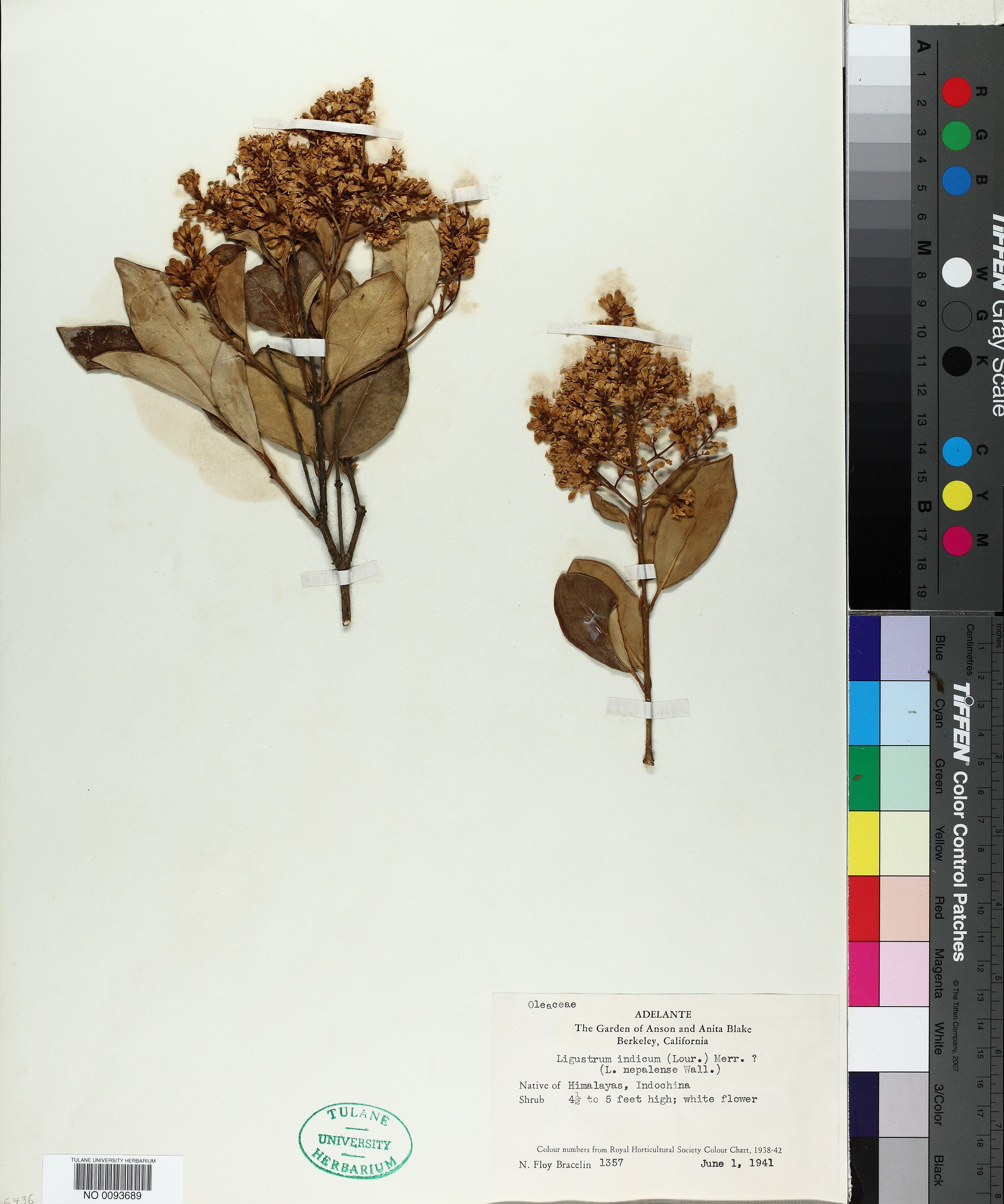 Ligustrum indicum - 10