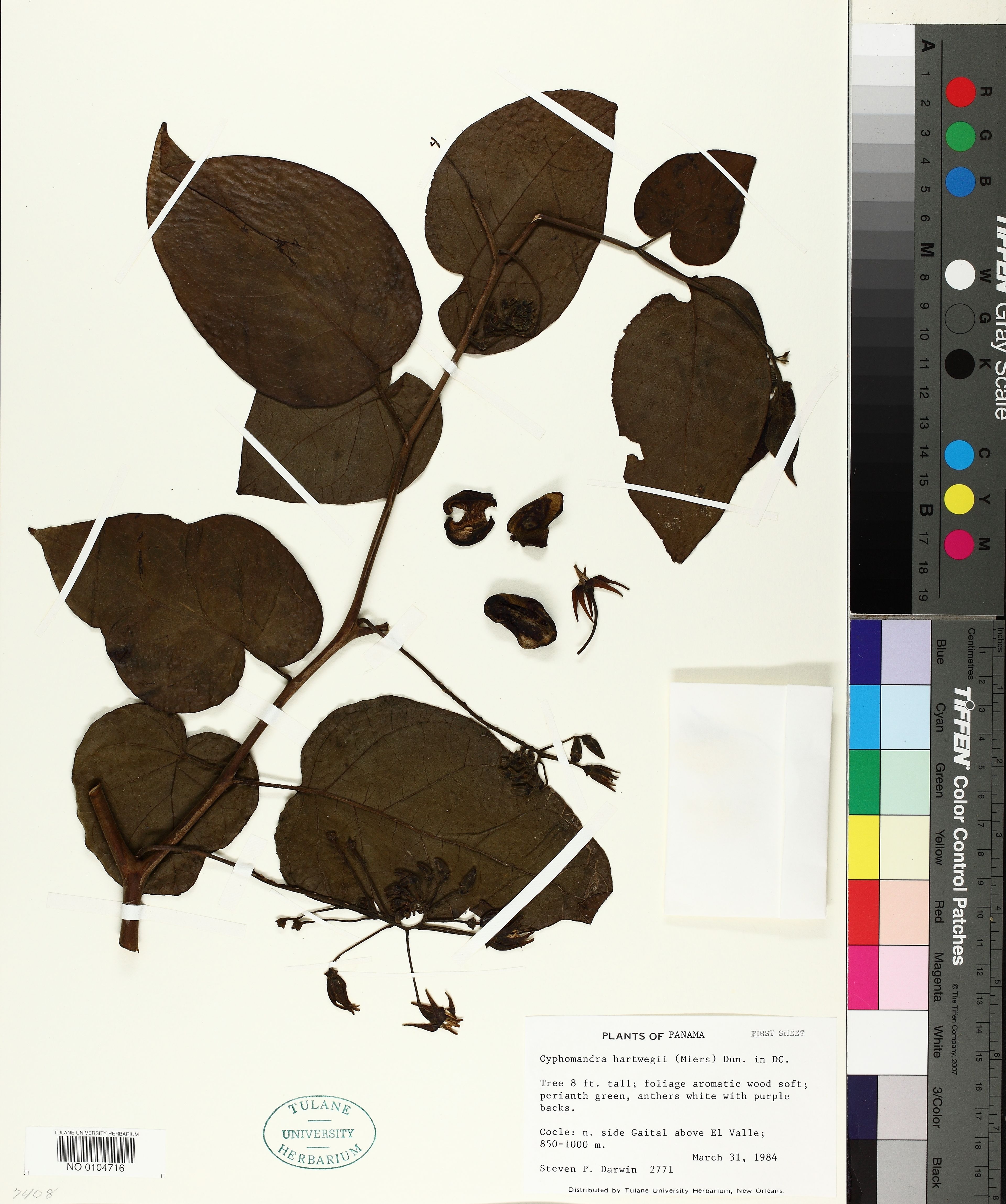 Cyphomandra hartwegii - 31