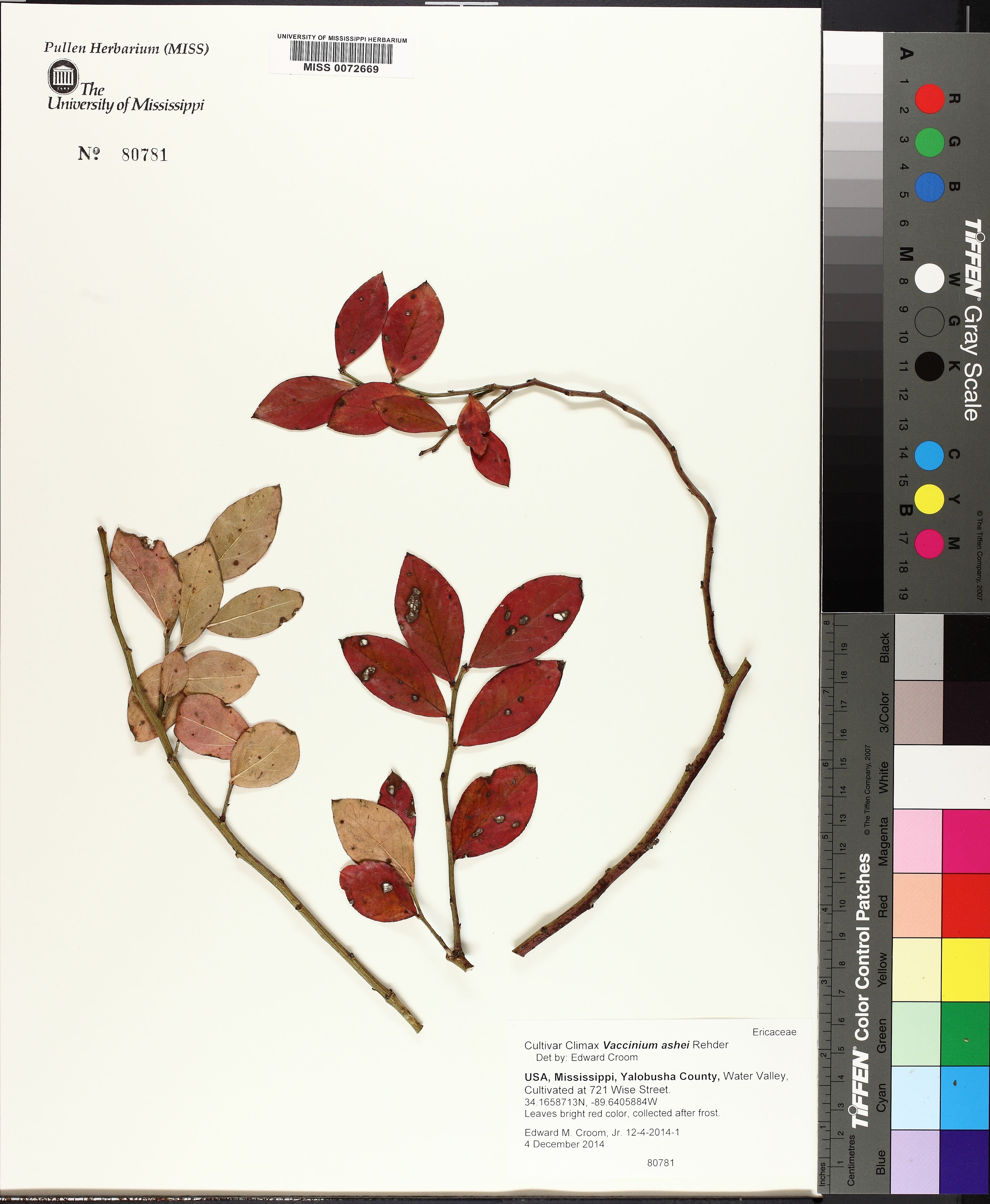 Vaccinium ashei - 10