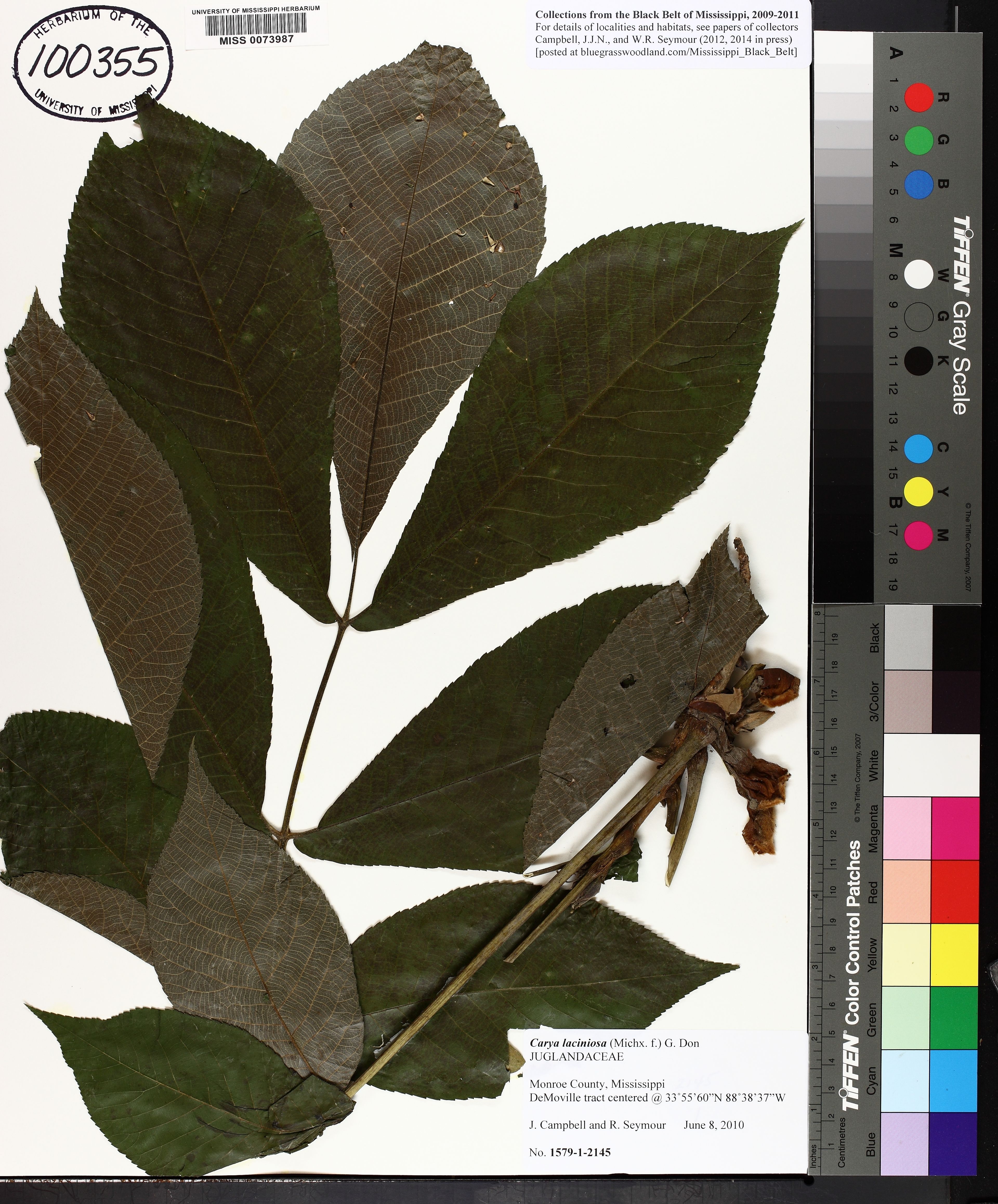 Carya laciniosa - 20