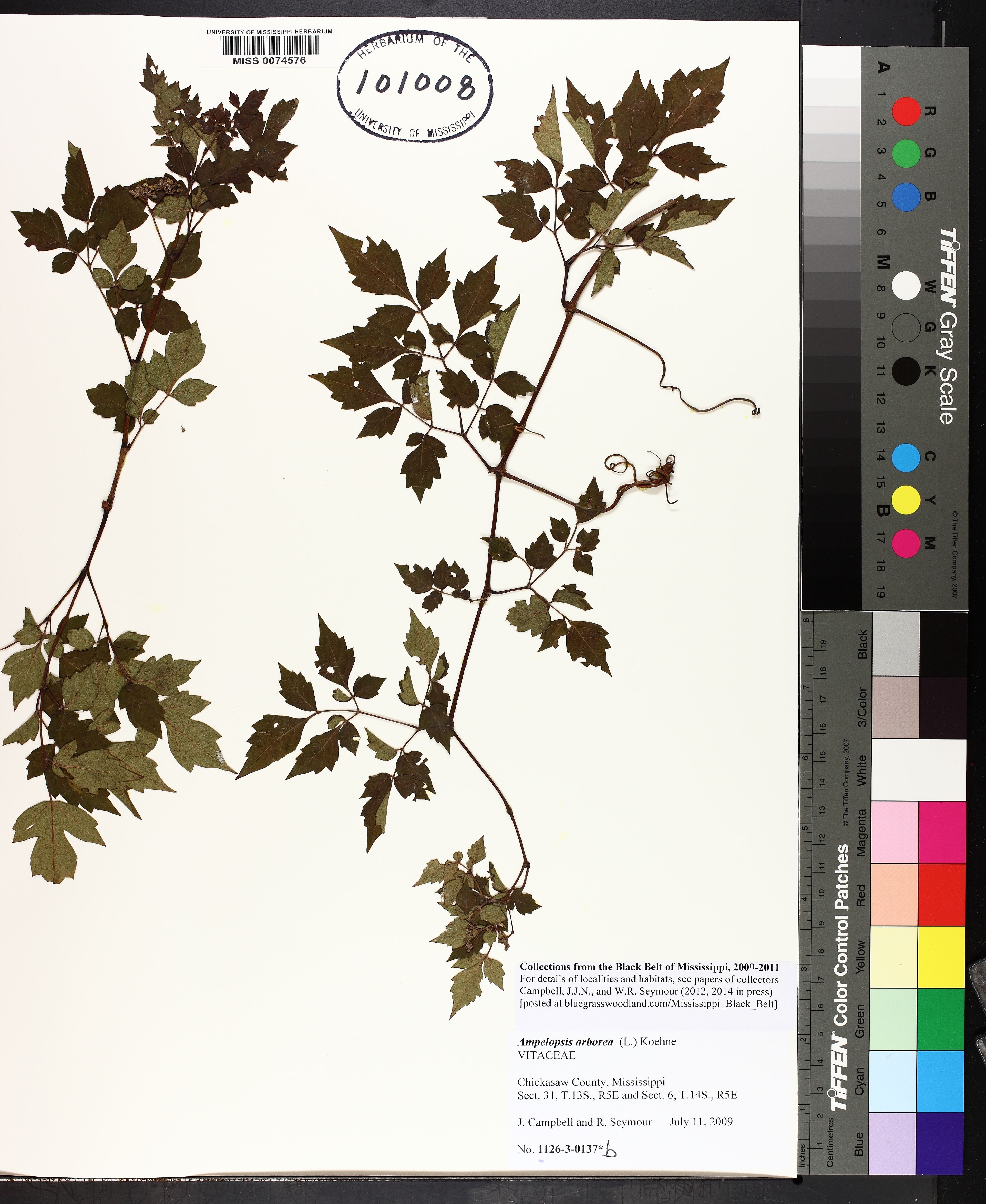 Ampelopsis arborea - 29