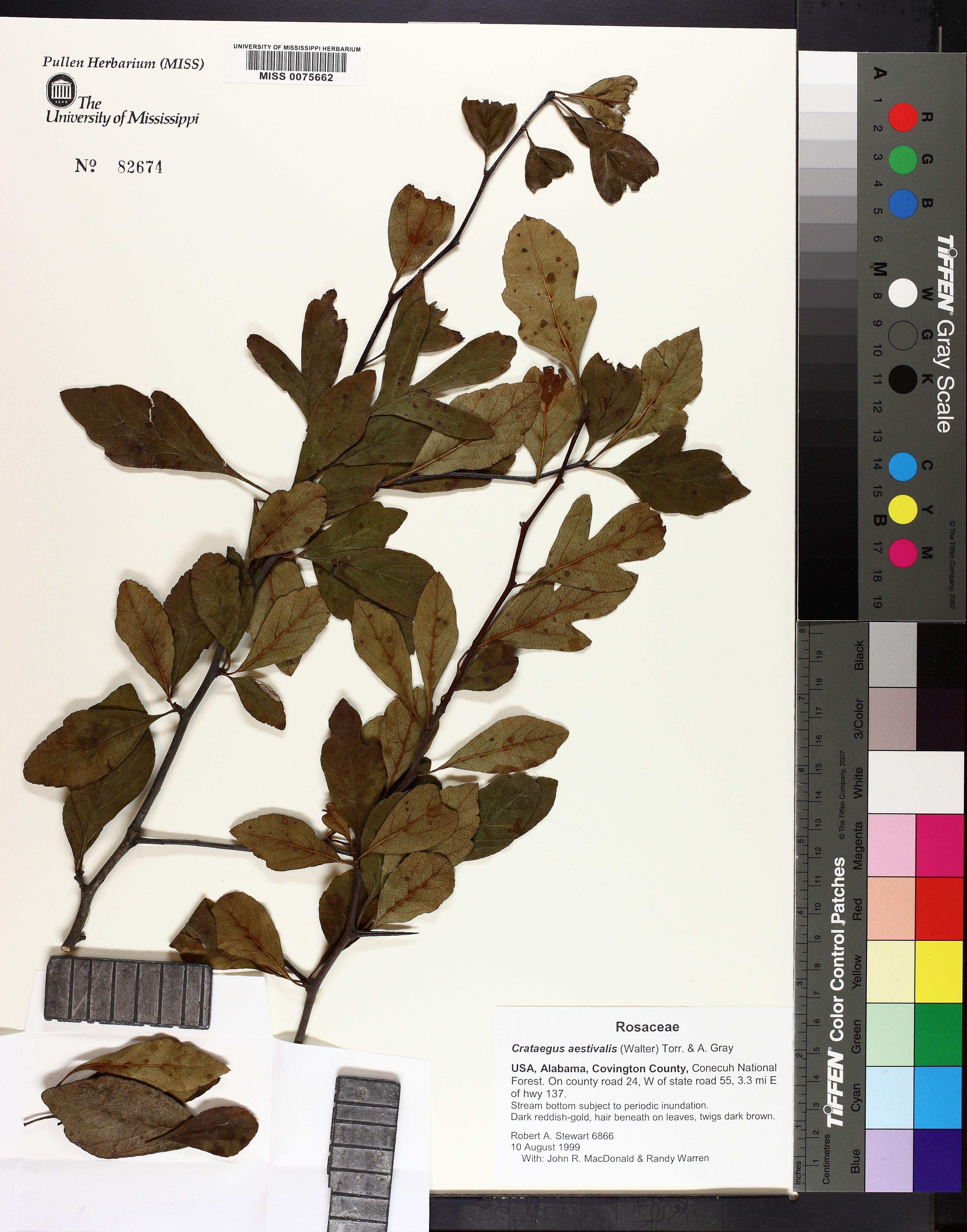 Crataegus aestivalis - 14