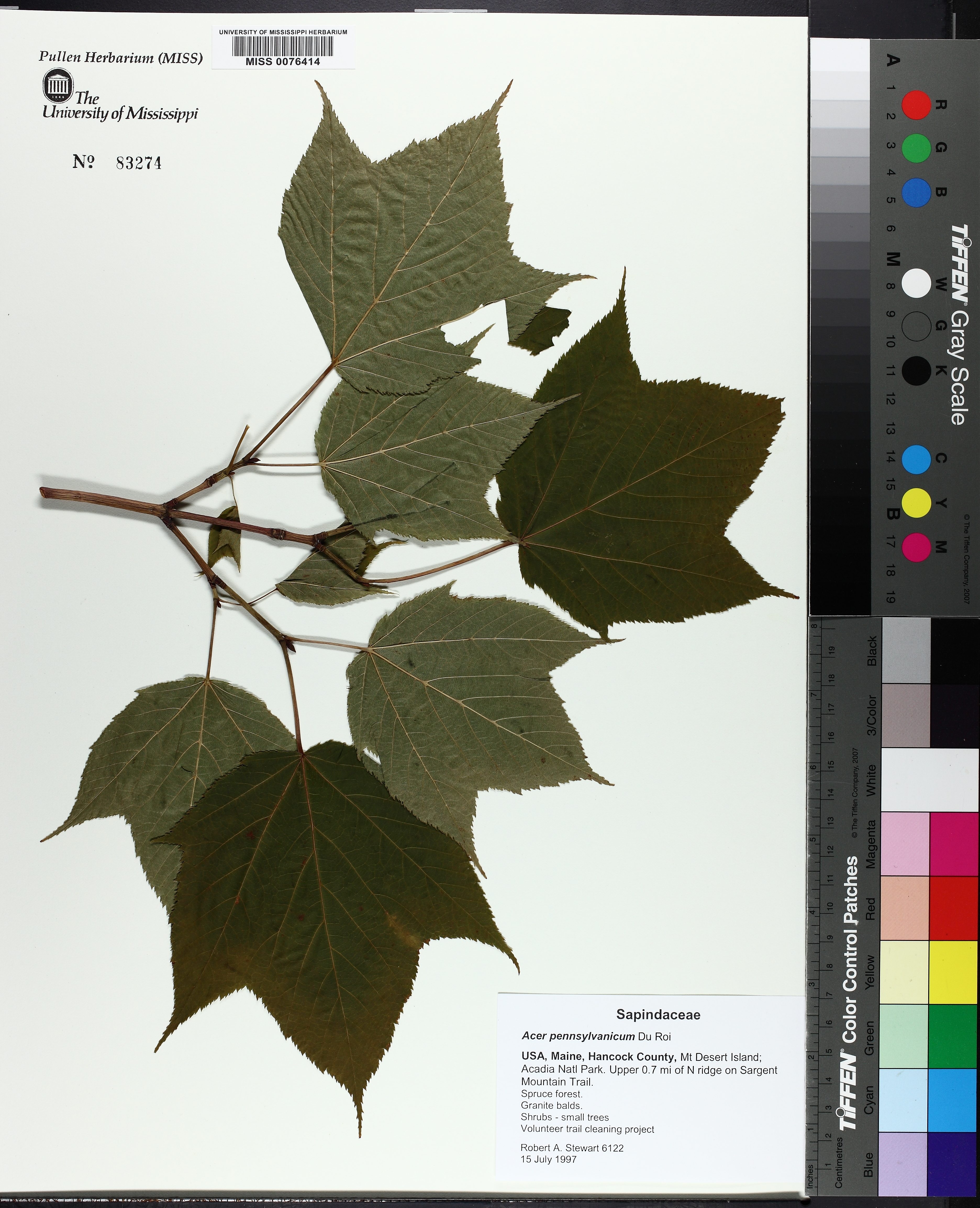 Acer pensylvanicum - 65