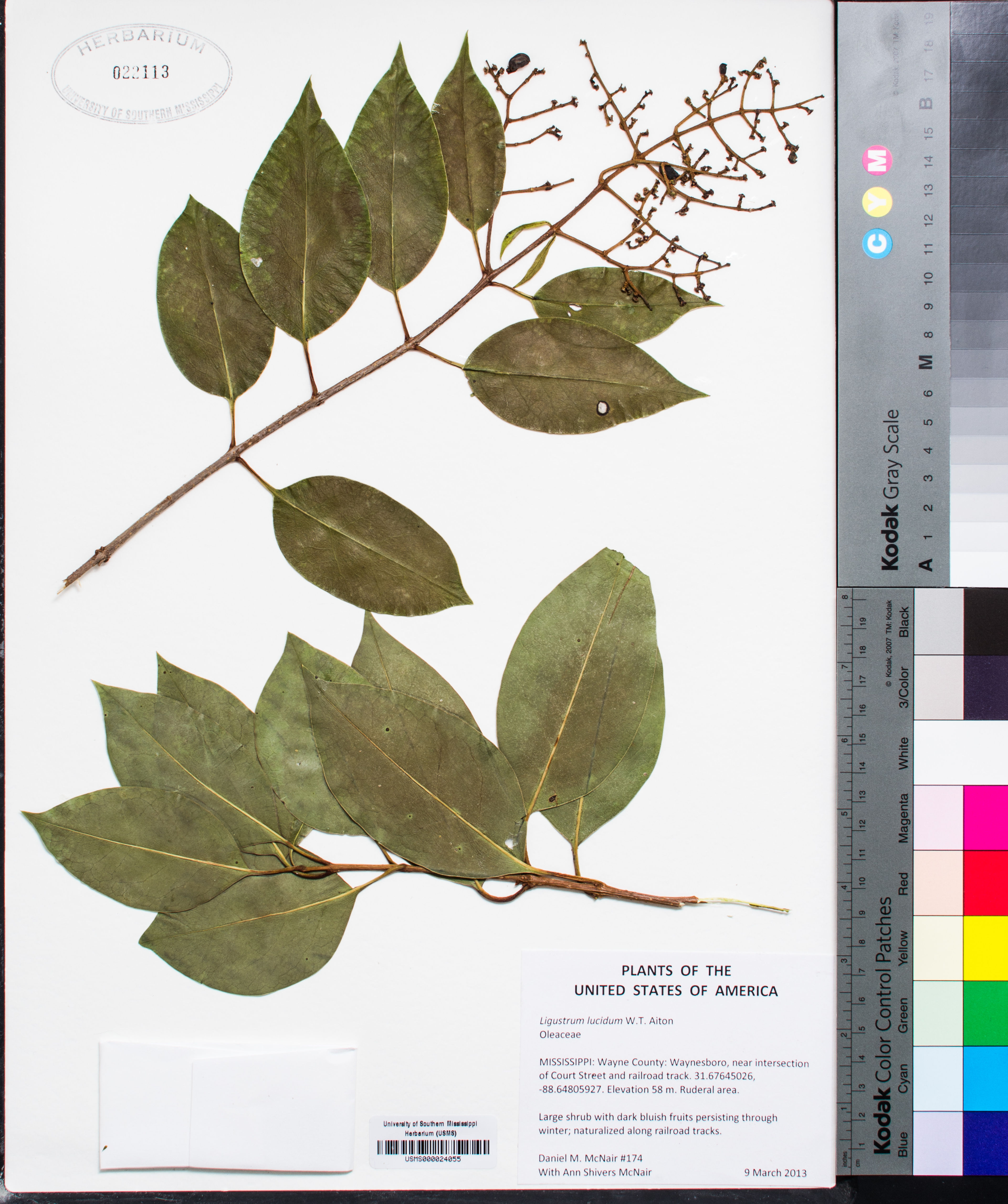 Ligustrum lucidum - 69