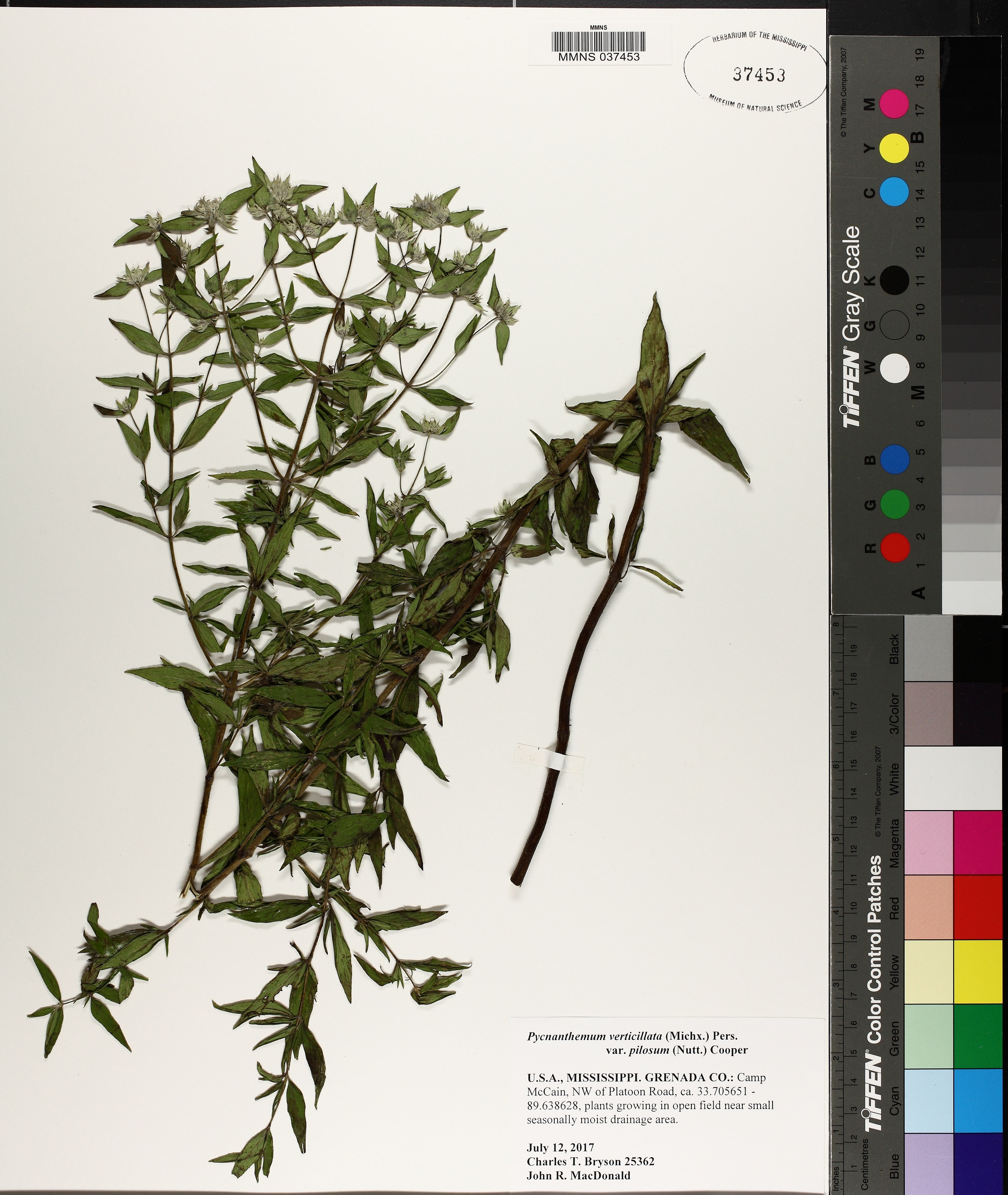 Pycnanthemum pilosum - 39