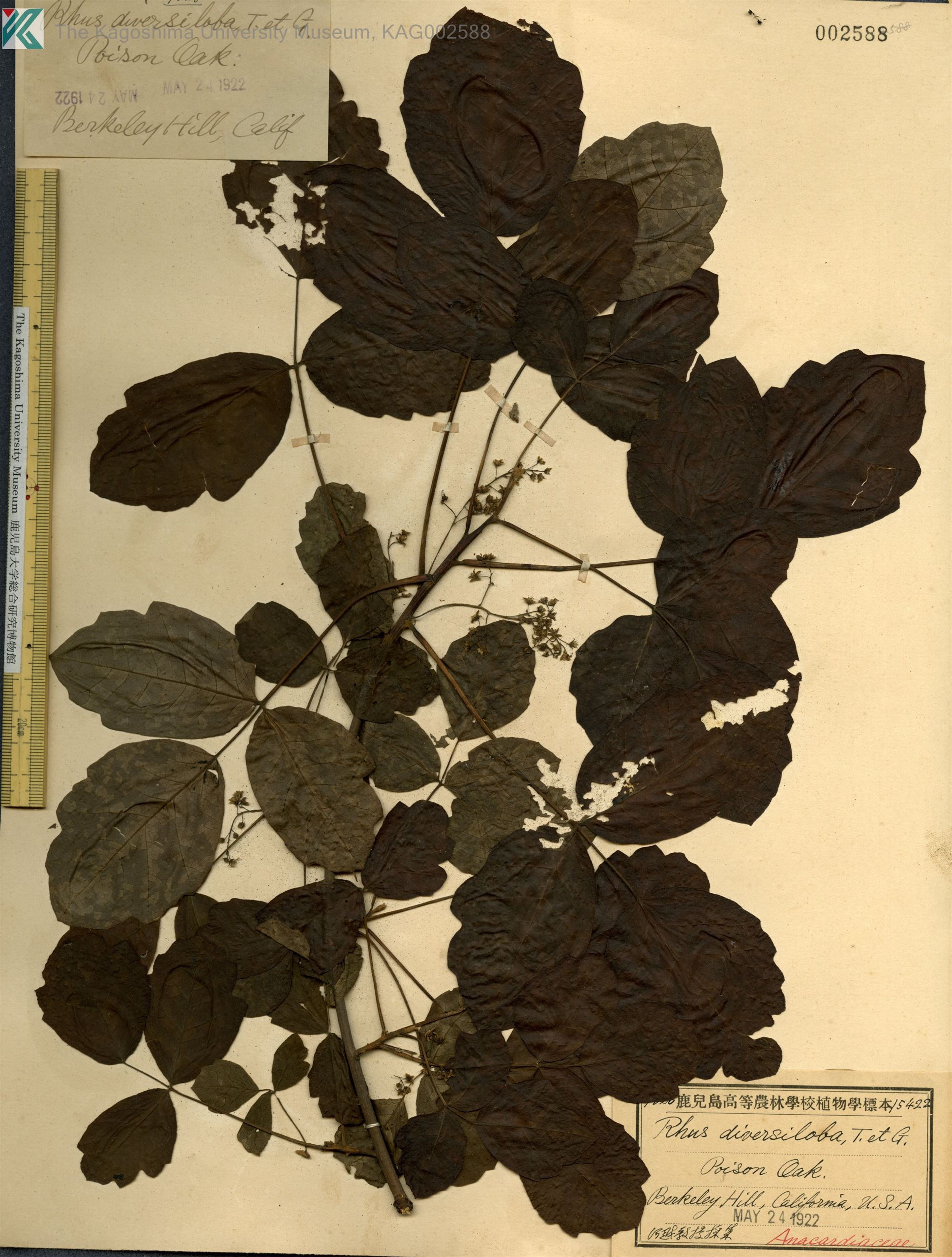 Rhus diversiloba - 24