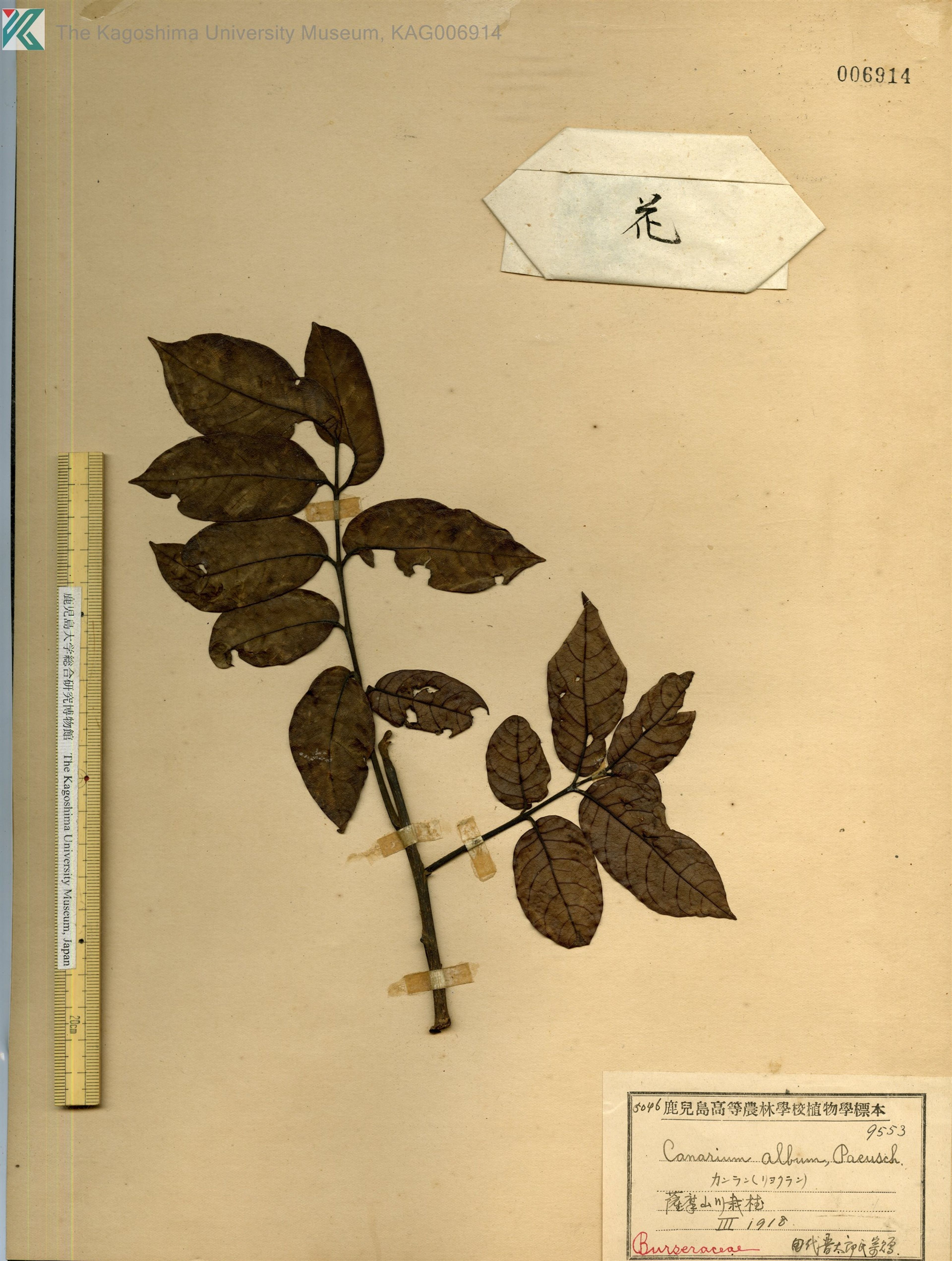 Canarium album - 17