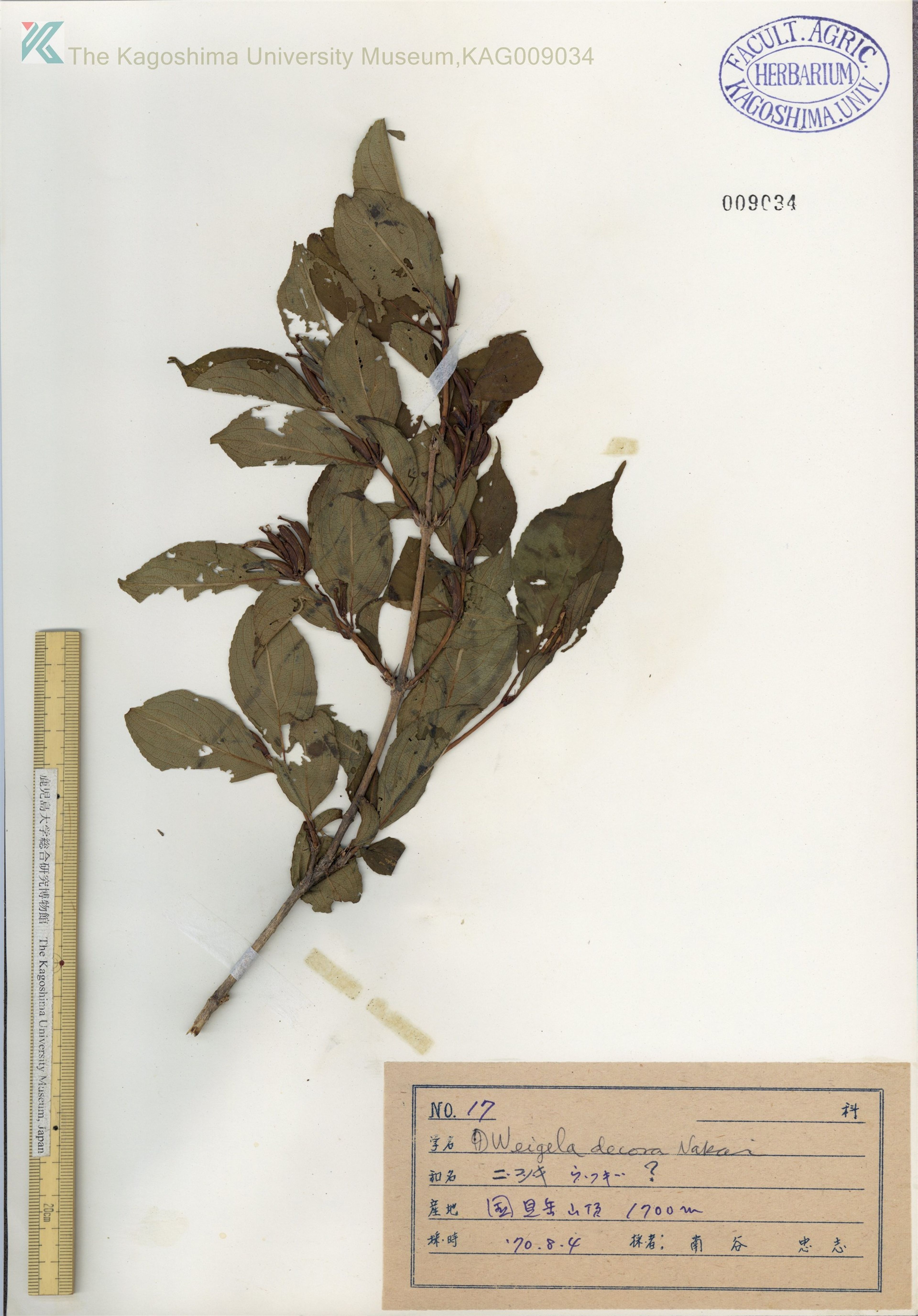 Weigela decora - 74
