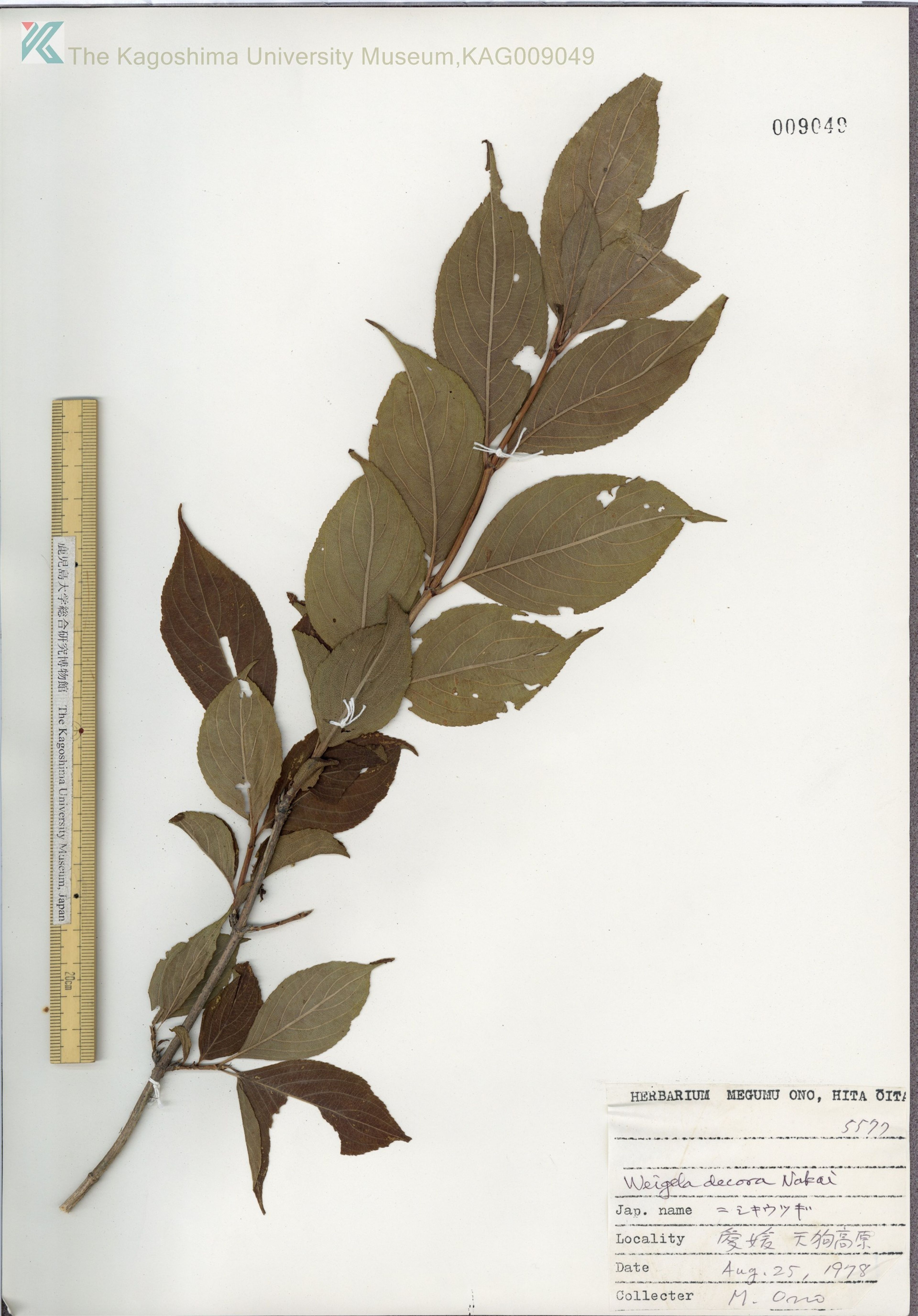 Weigela decora - 15