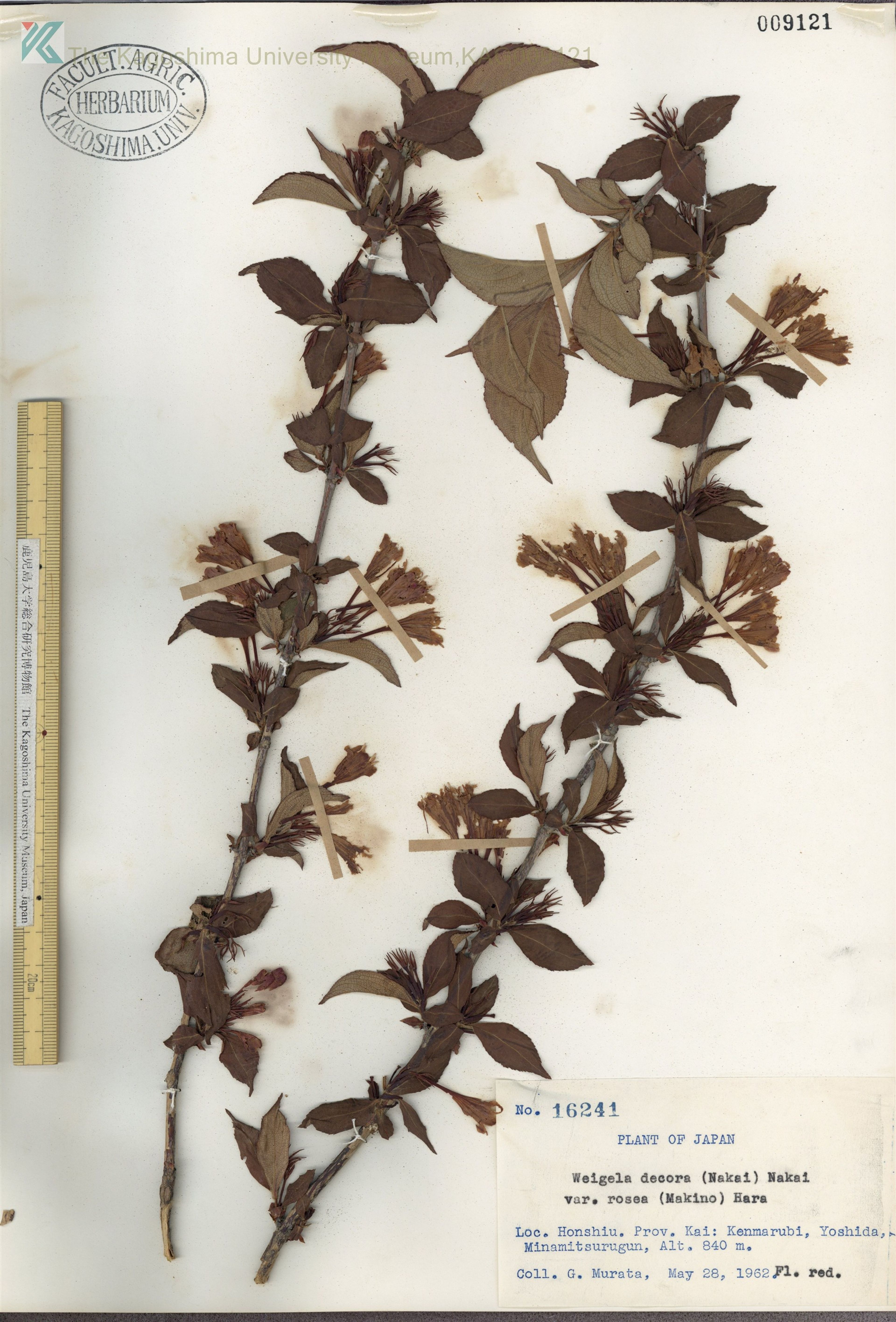 Weigela decora - 27