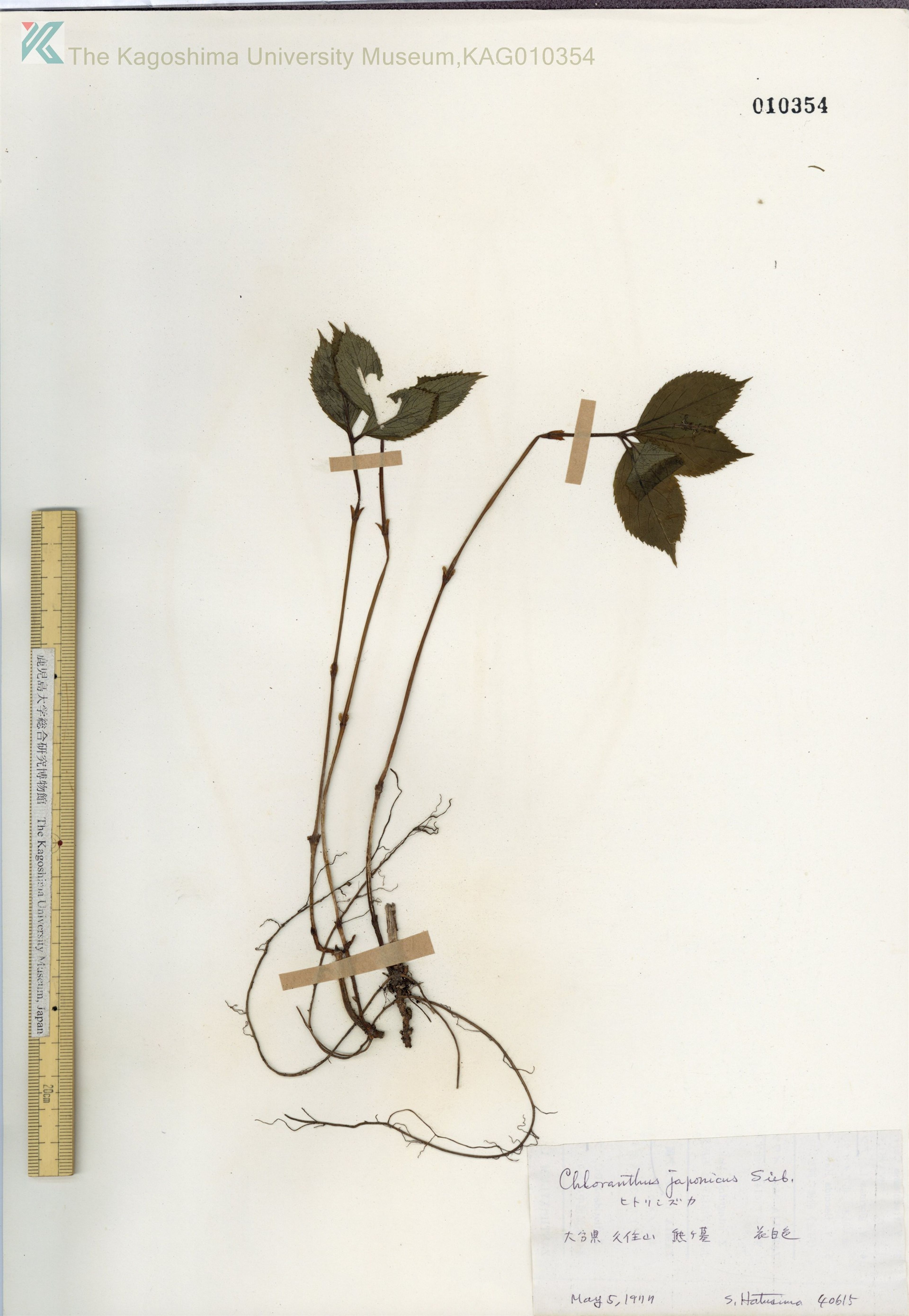 Chloranthus japonicus - 22